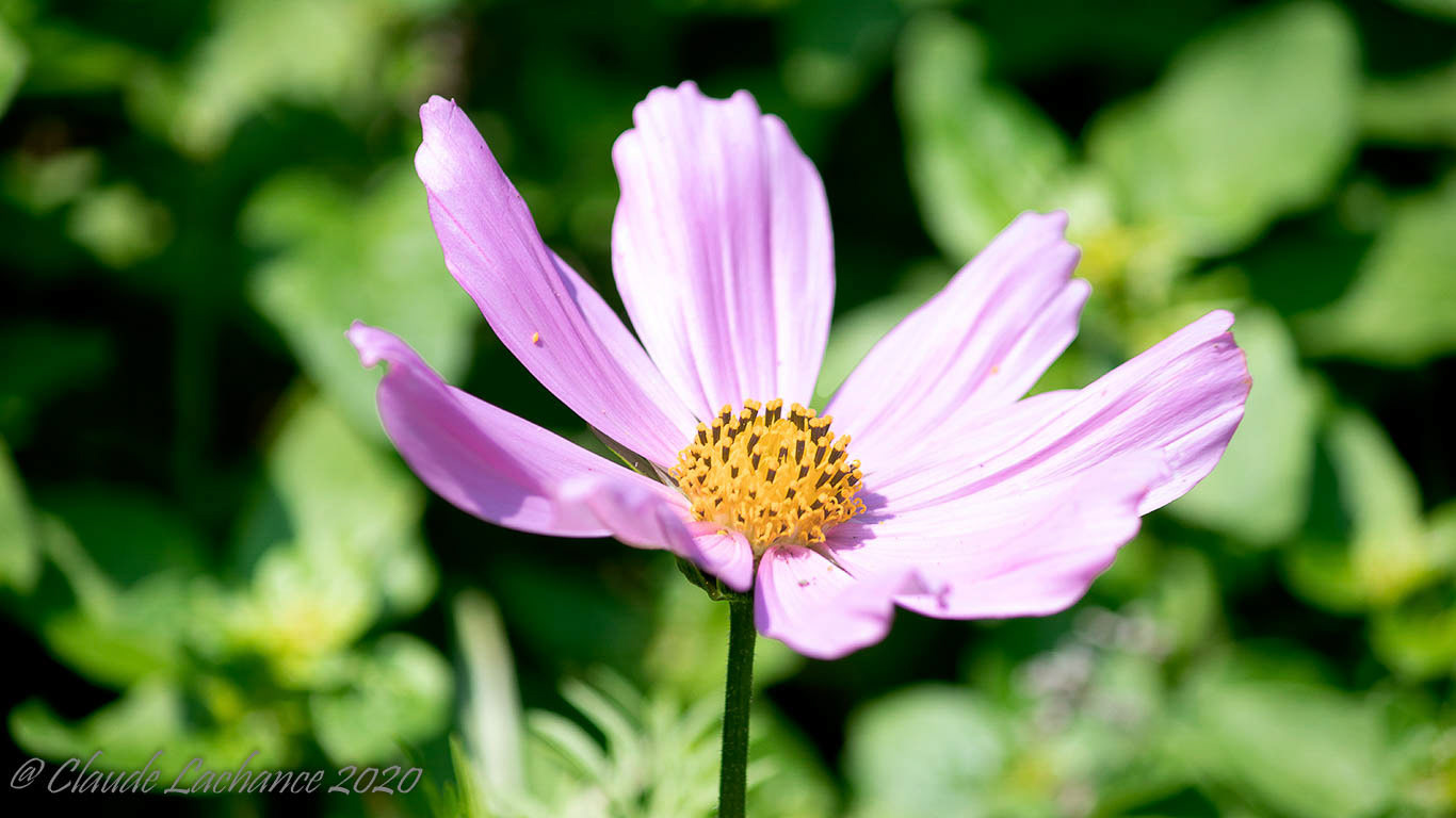 Fleur de mon jardin prise à Rimouski en juin 2020.