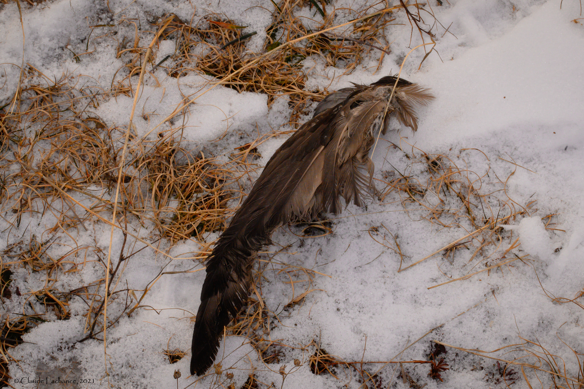 Saison morte 2