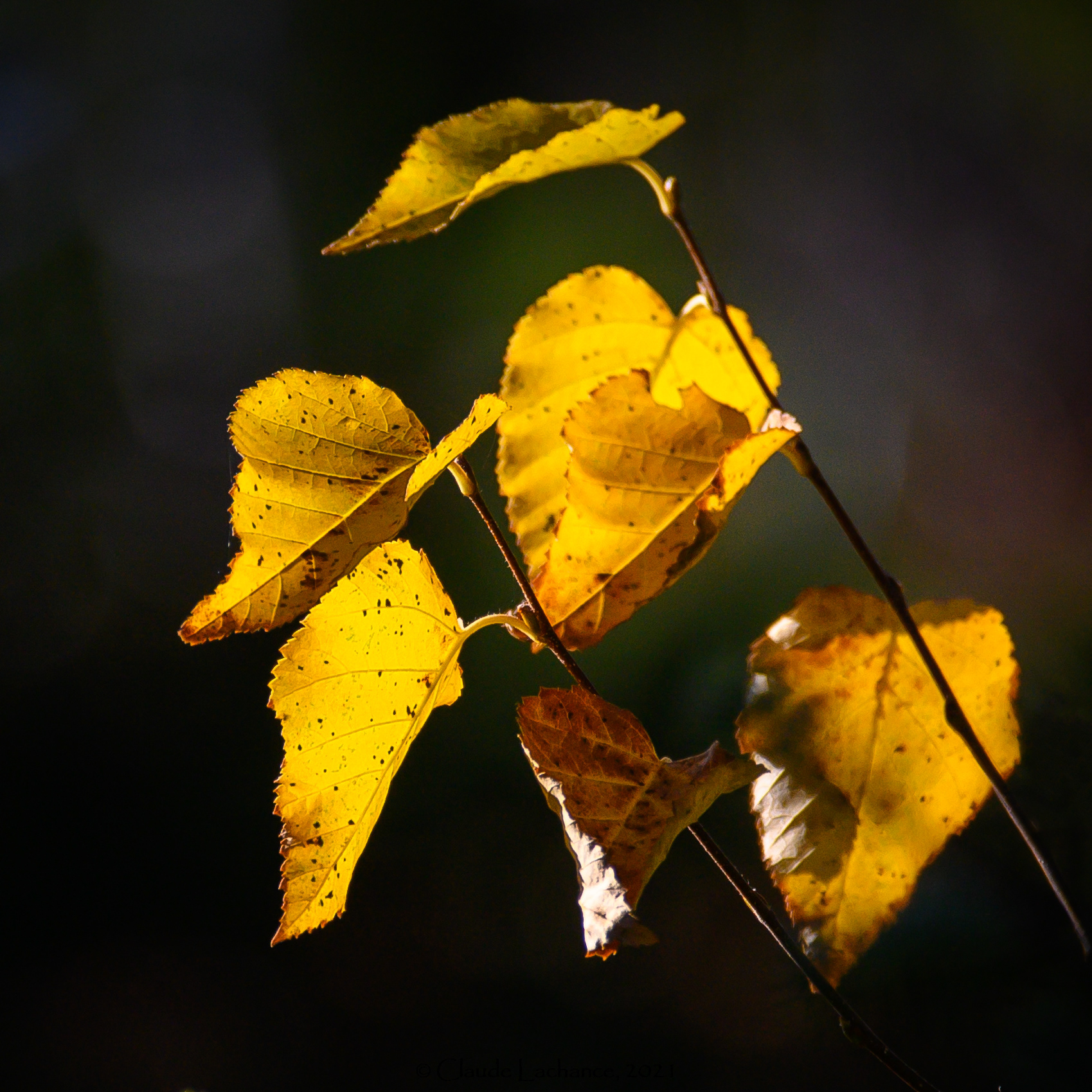 Feuilles d'or