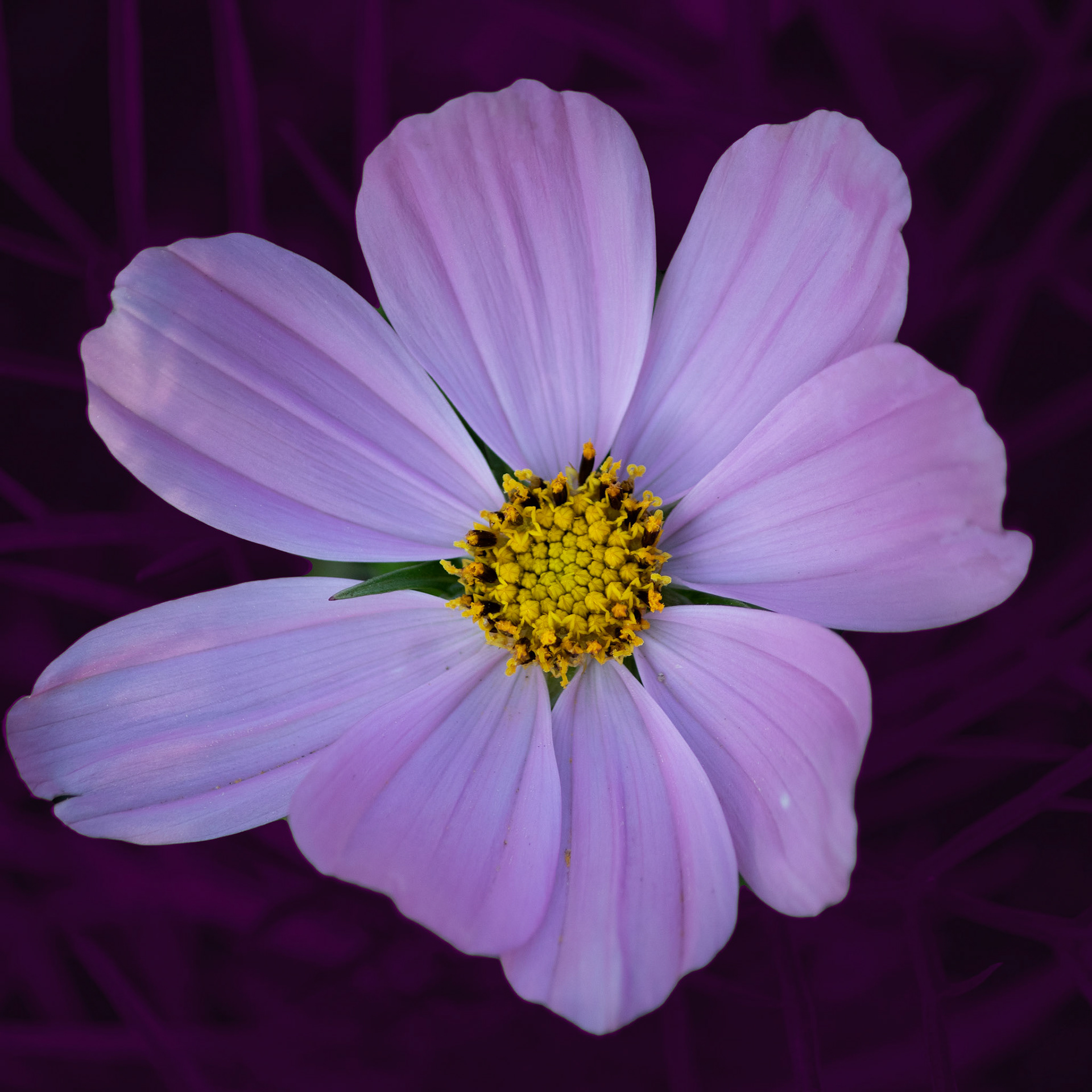 Photos de fleurs sauvages et cultivés ayant subis divers traitements.