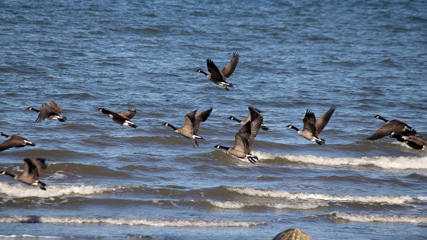 Migration