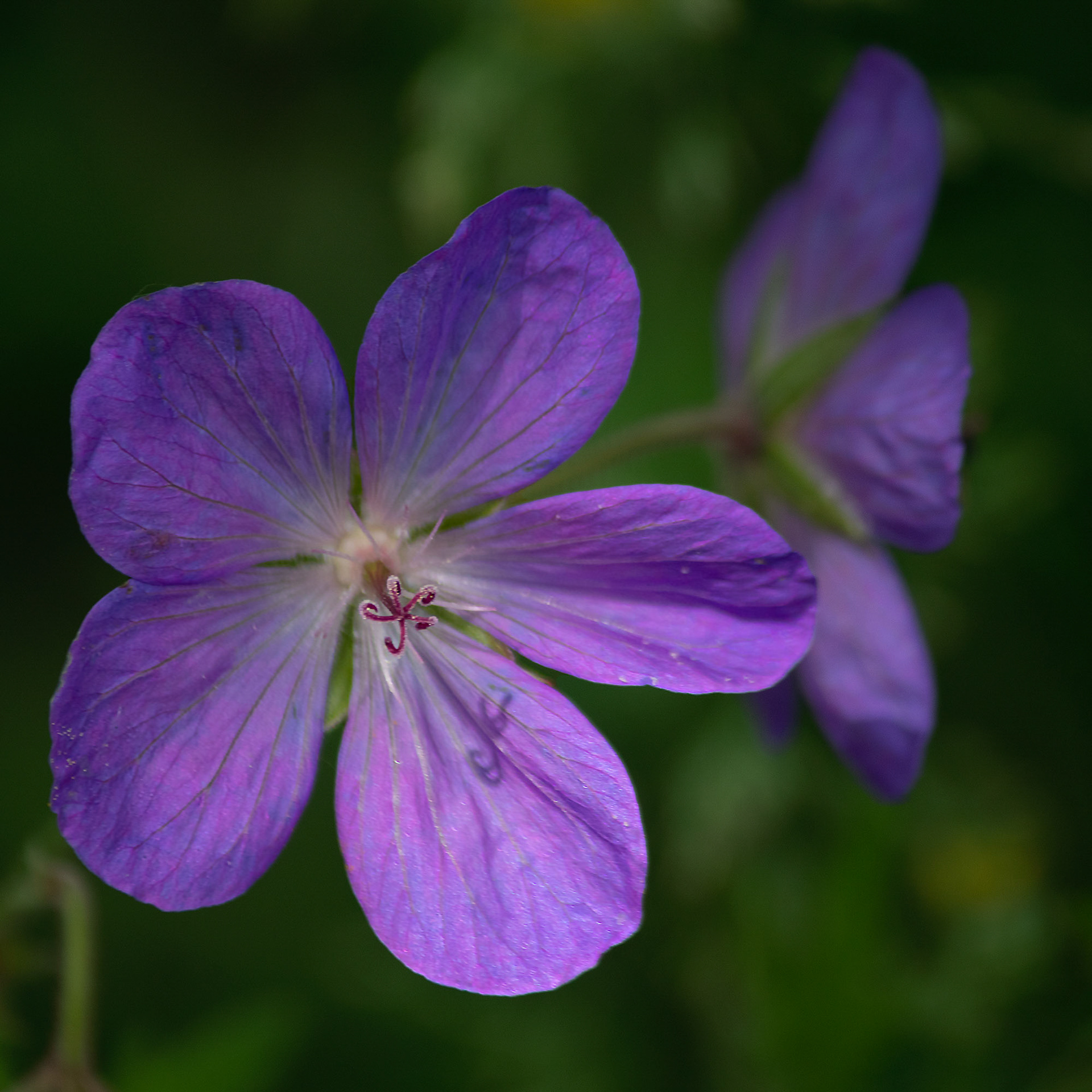 Photographie d.une fleure de GERANIUM clarkei prise dans mon jardin le 3 juillet 2020