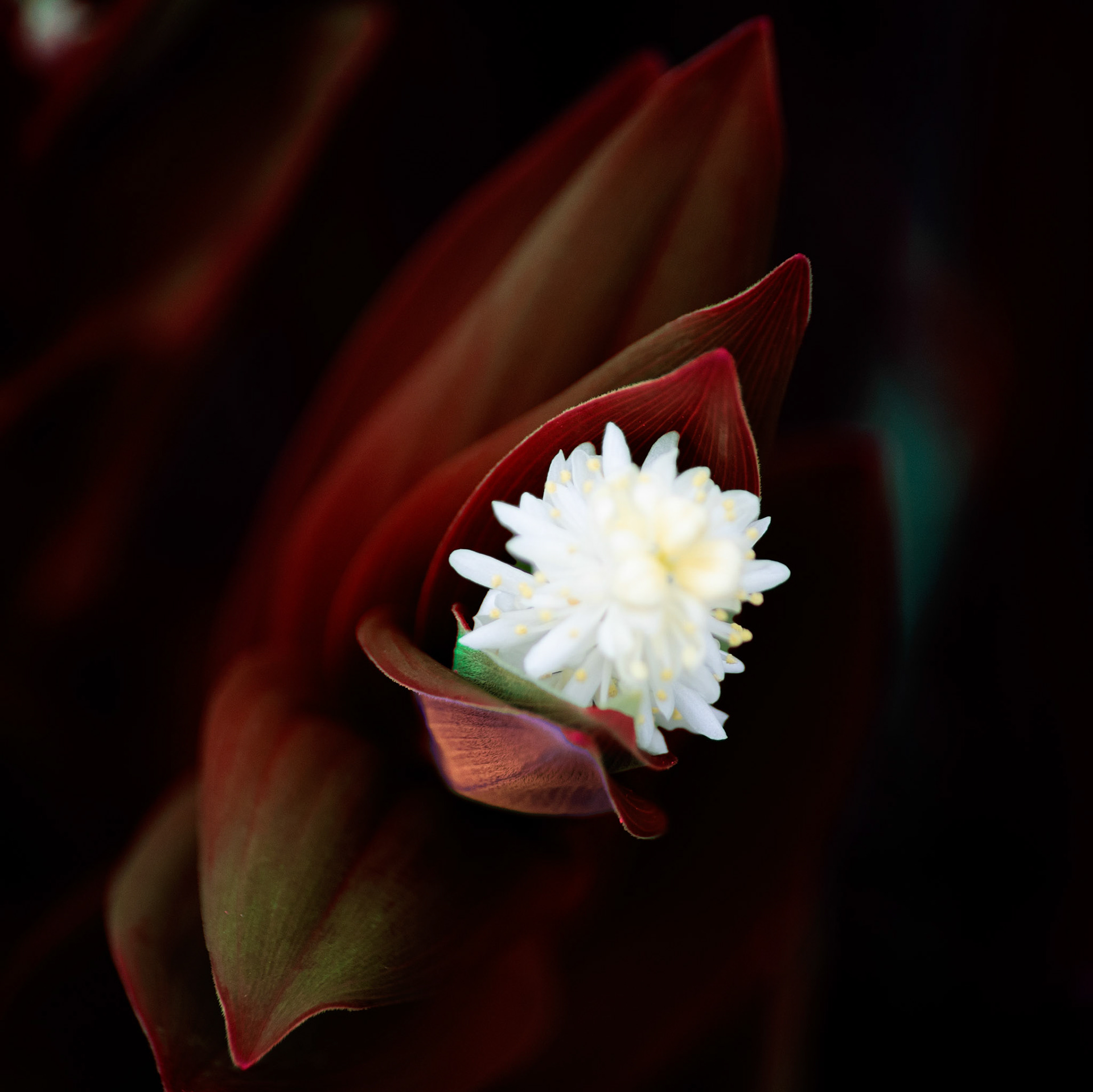 Photos de fleurs sauvages et cultivés ayant subis divers traitements.