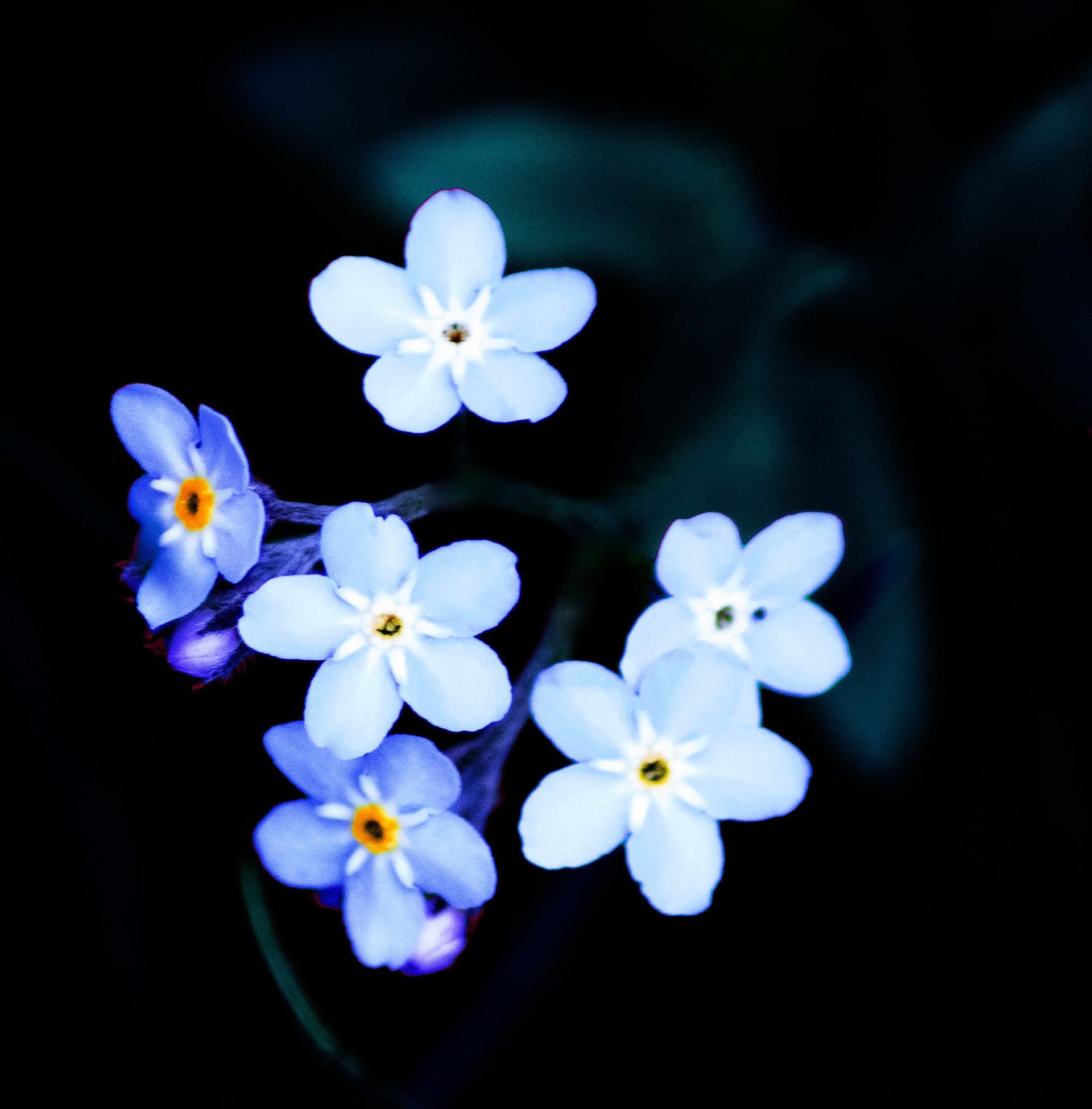 Photos de fleurs sauvages et cultivés ayant subis divers traitements.
