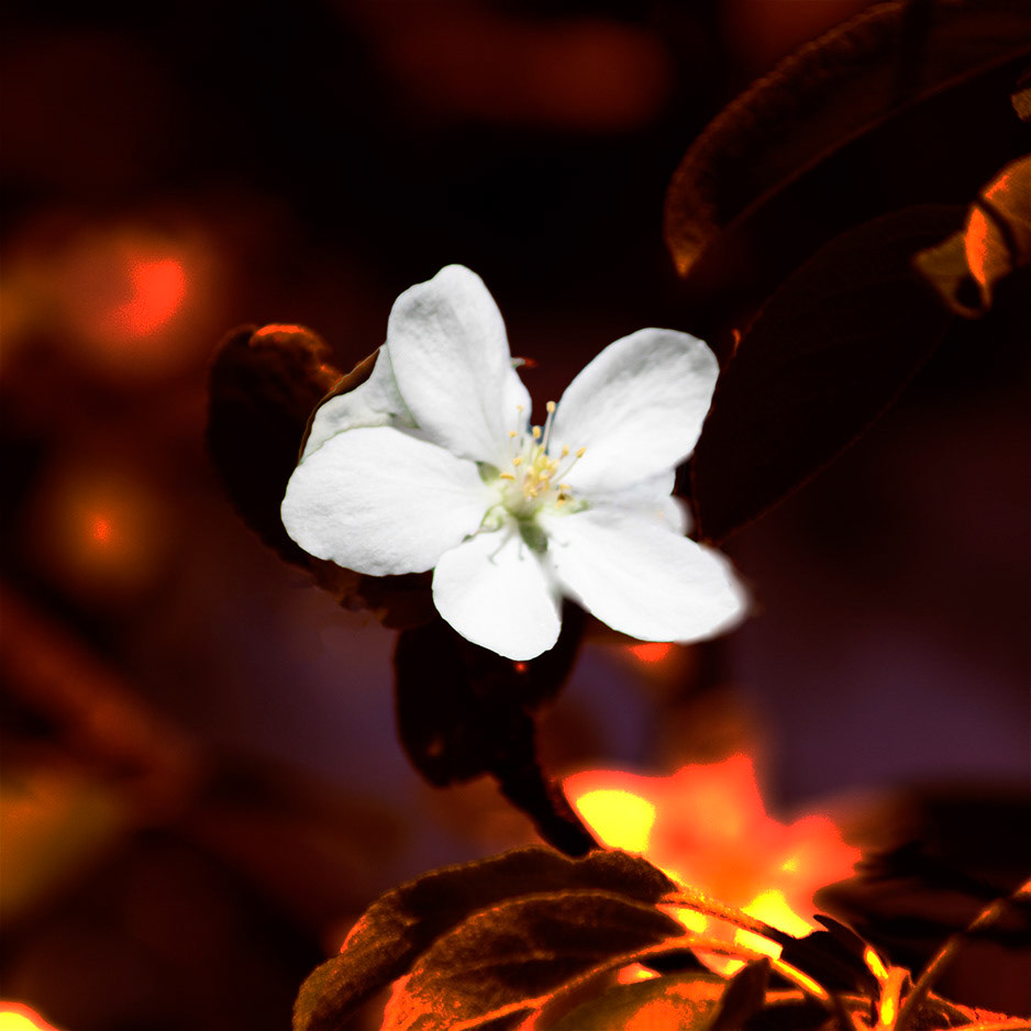 Photos de fleurs sauvages et cultivés ayant subis divers traitements.
