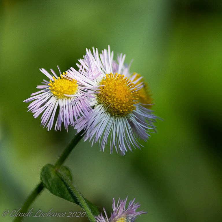 Fleur de mon jardin prise à Rimouski en juin 2020.