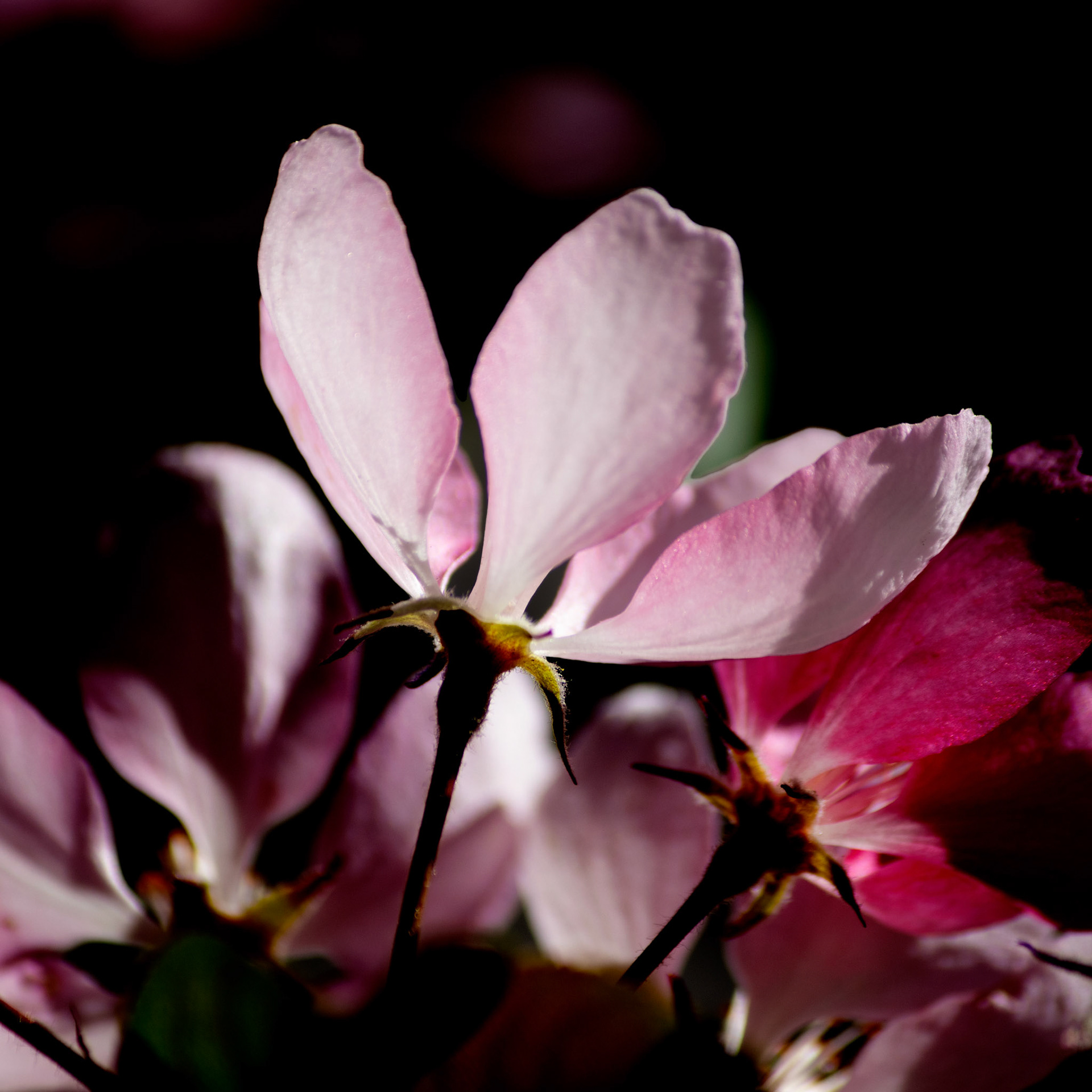 Photos de fleurs sauvages et cultivés ayant subis divers traitements.