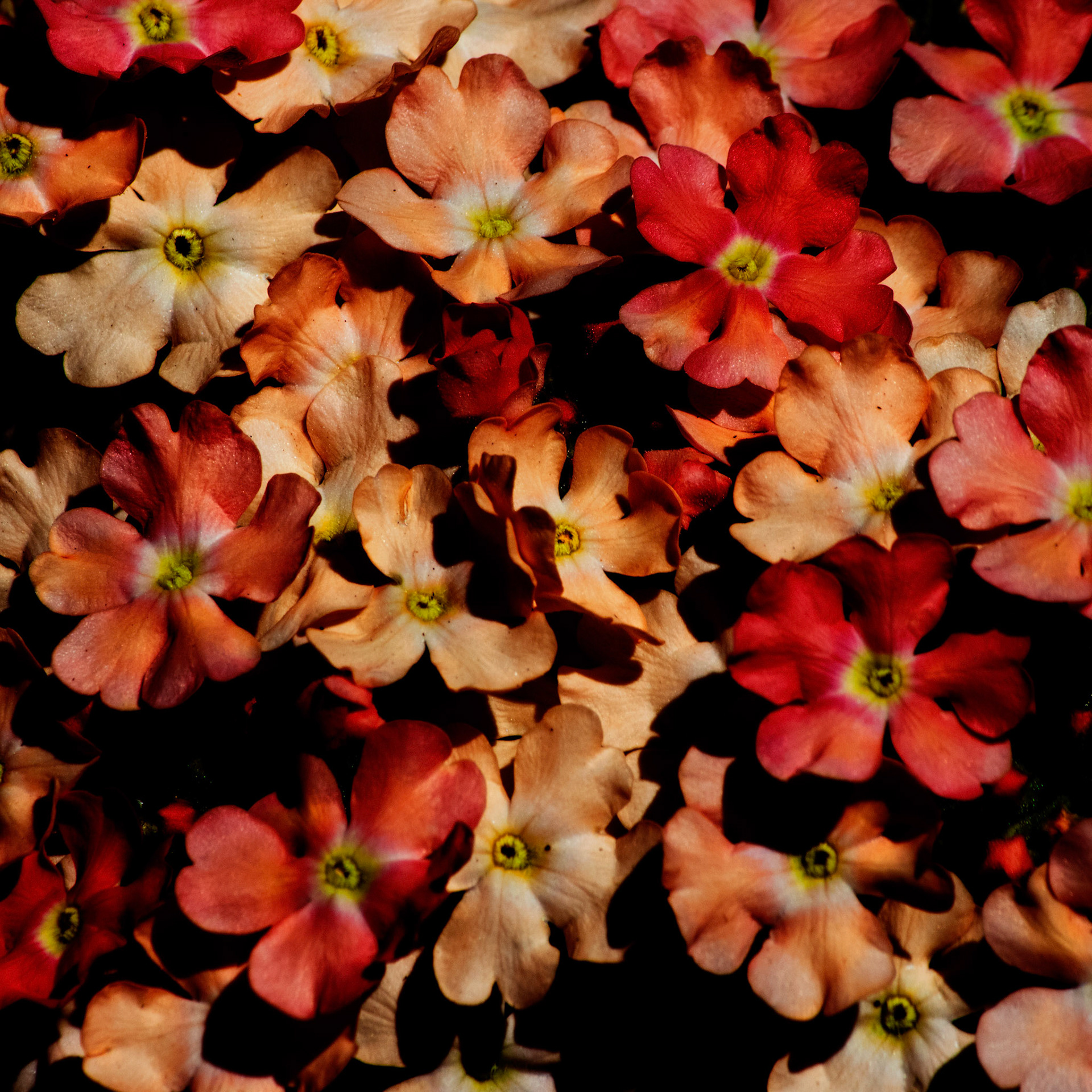 Photos de fleurs sauvages et cultivés ayant subis divers traitements.