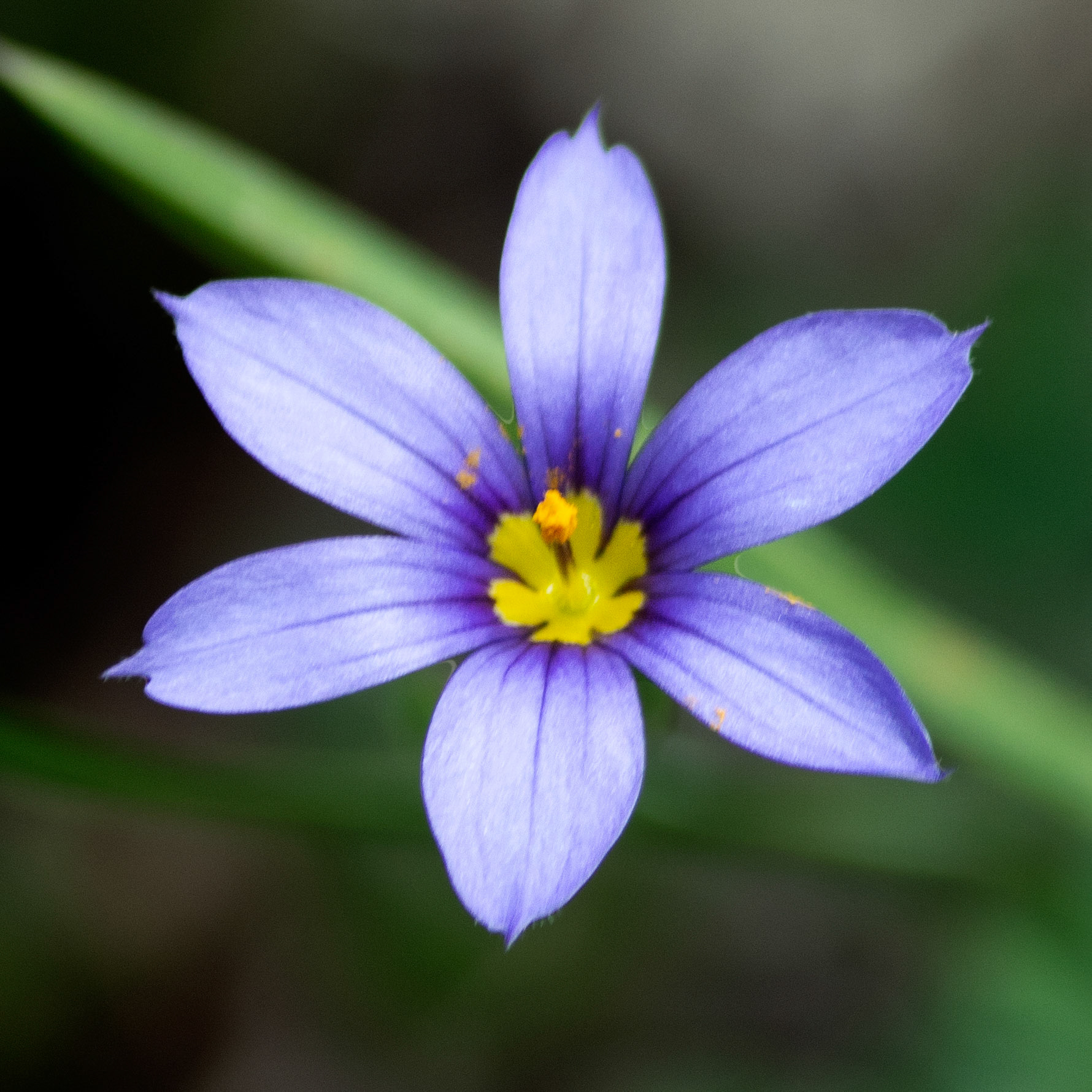 Photo de Bermudienne commune - Strict blue-eyed grass