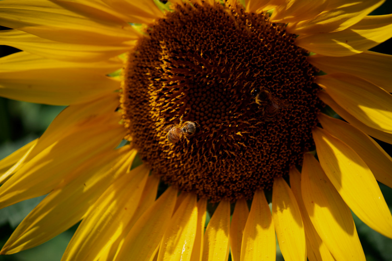 Abeilles poser sur une fleur de tournesol dans la plantation de tournesol bio de La Pocatière