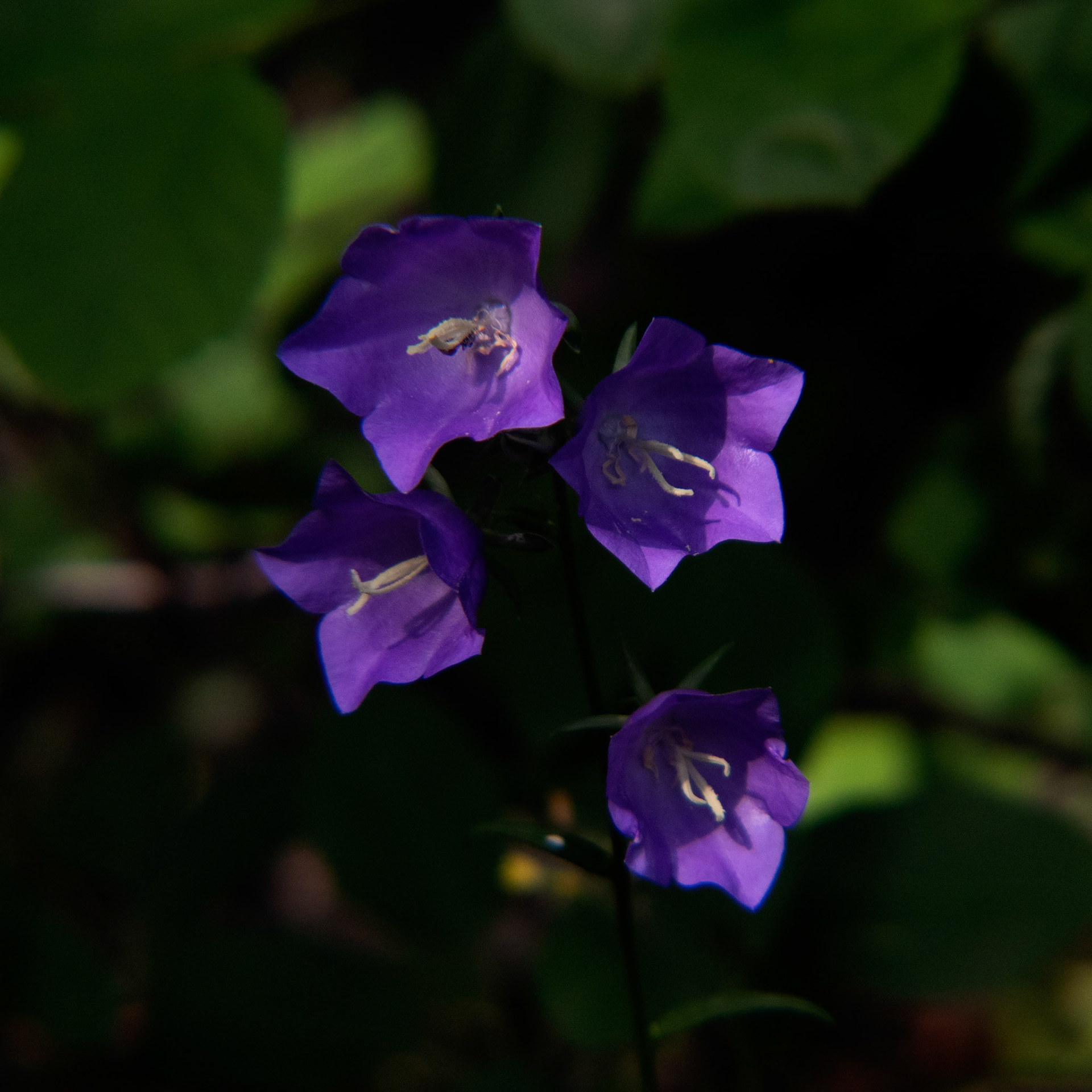 Photo de campanules