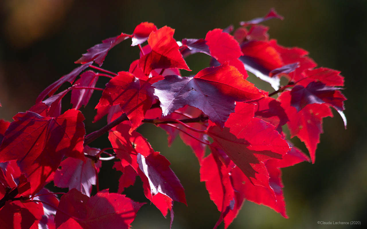 Feuilles d'érable automnale