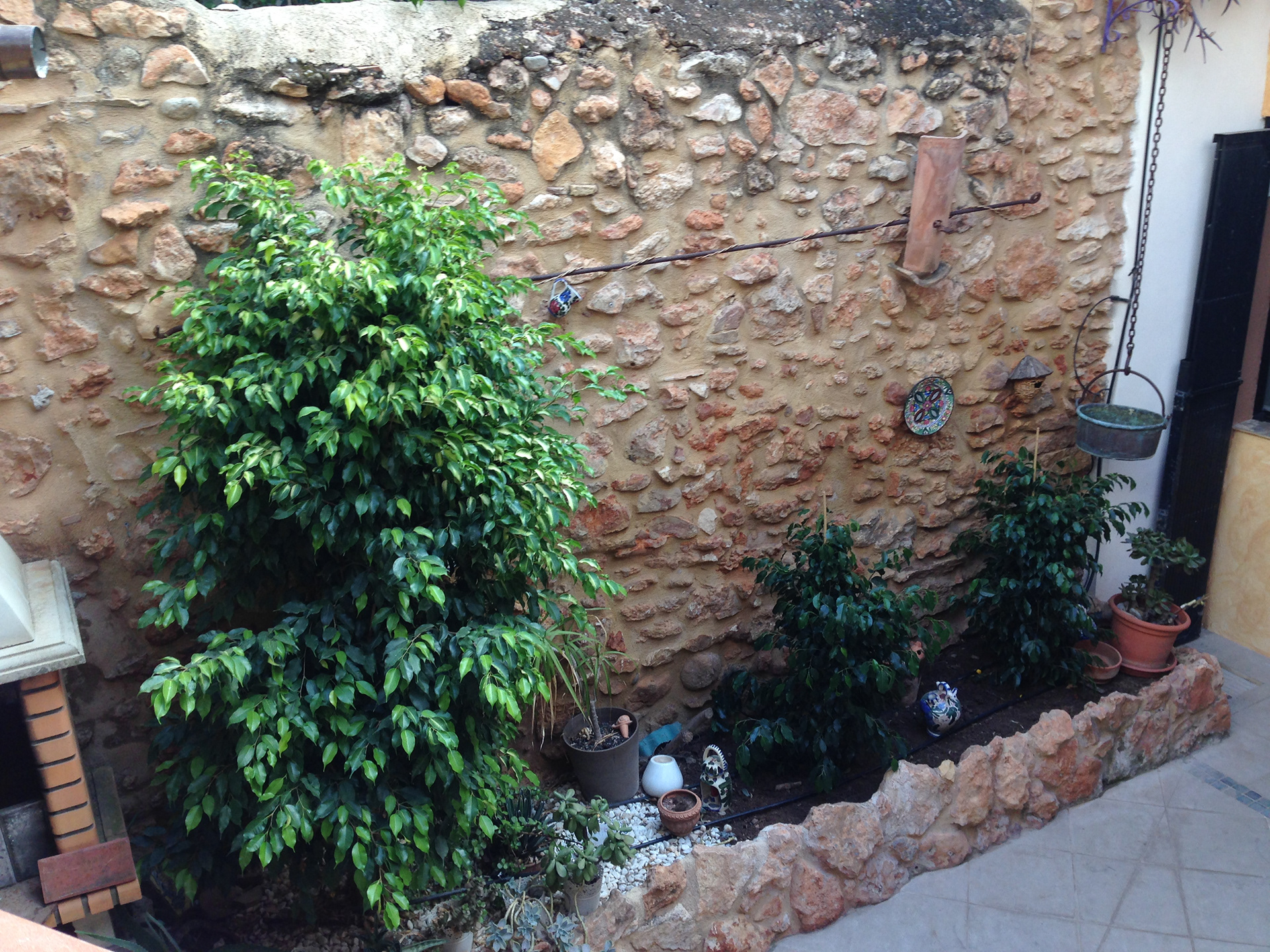 Para este emplazamiento, los ficus són perfectos.