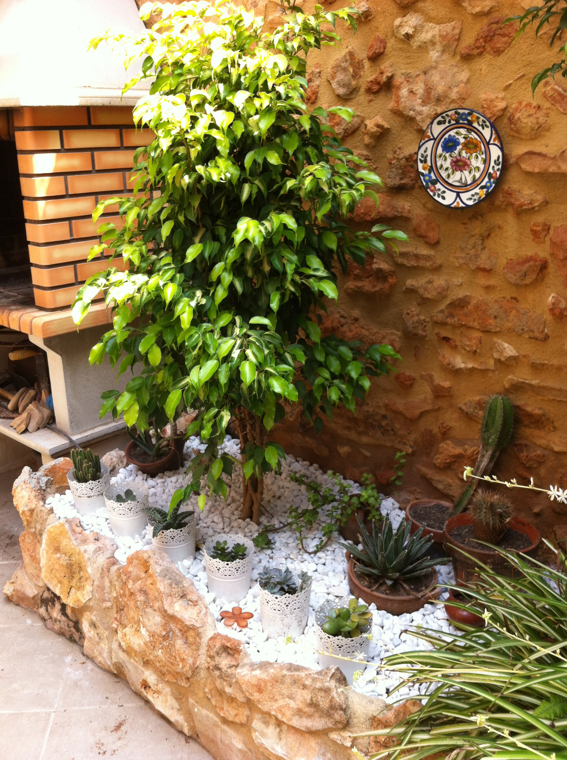 Probando con otras especies. Como comentábamos, buscando un mínimo mantenimiento en esta ubicación los ficus són los ganadores.