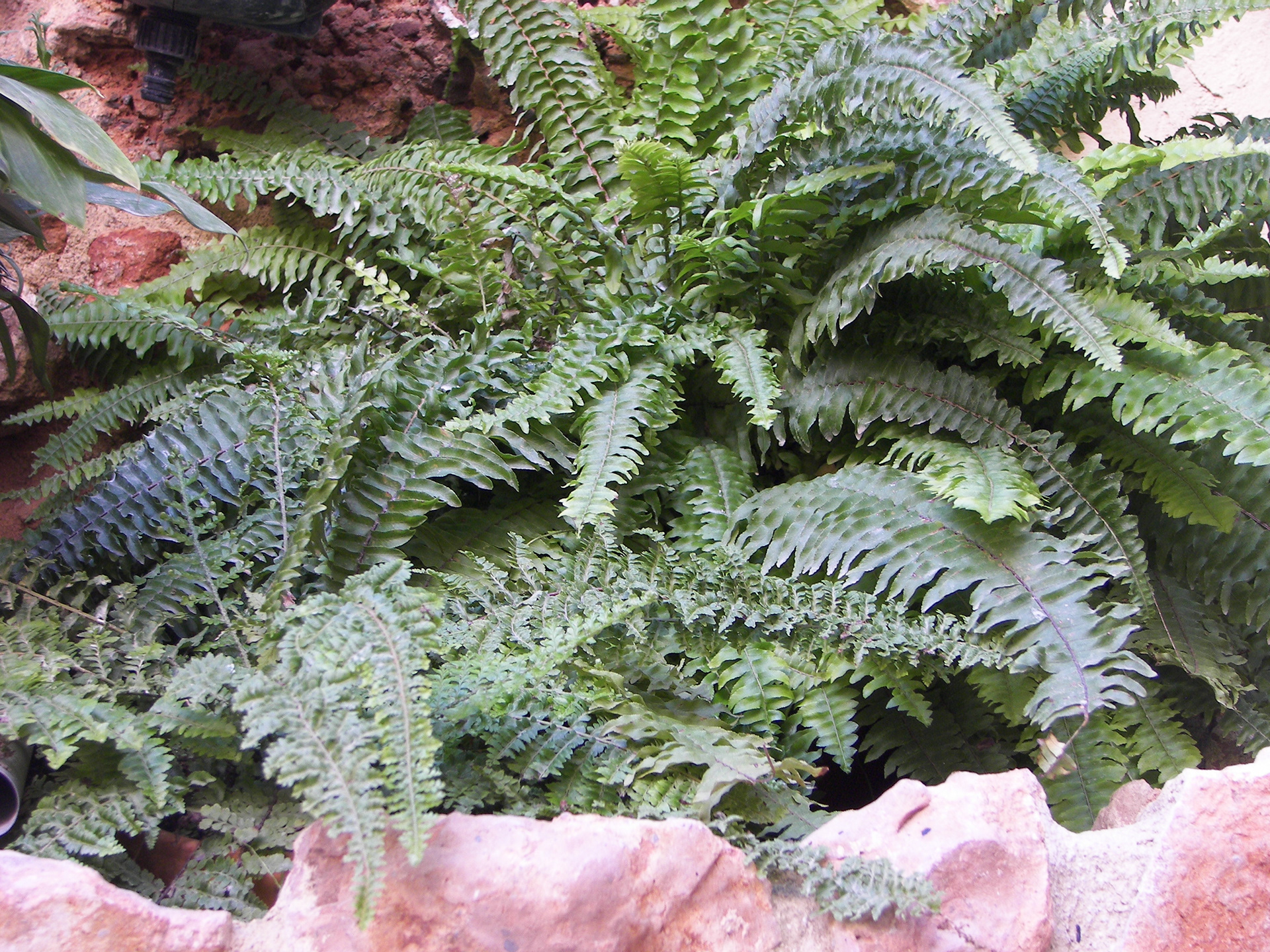 Hace algún tiempo los helechos vivían a sus anchas. Me encantan.