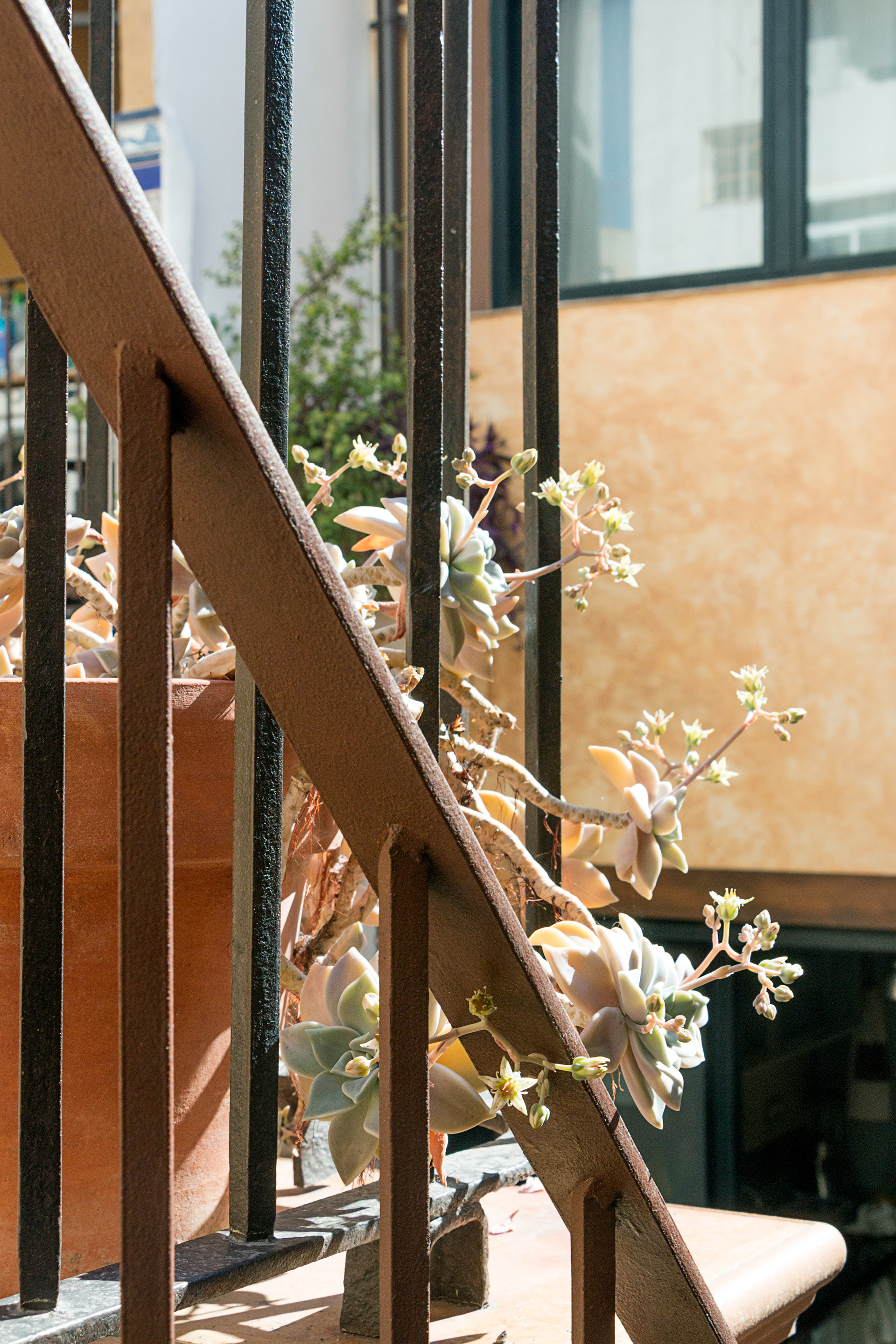 Detalle terraza con suculentas al sol. Armonía de barandillas de diferentes épocas.
