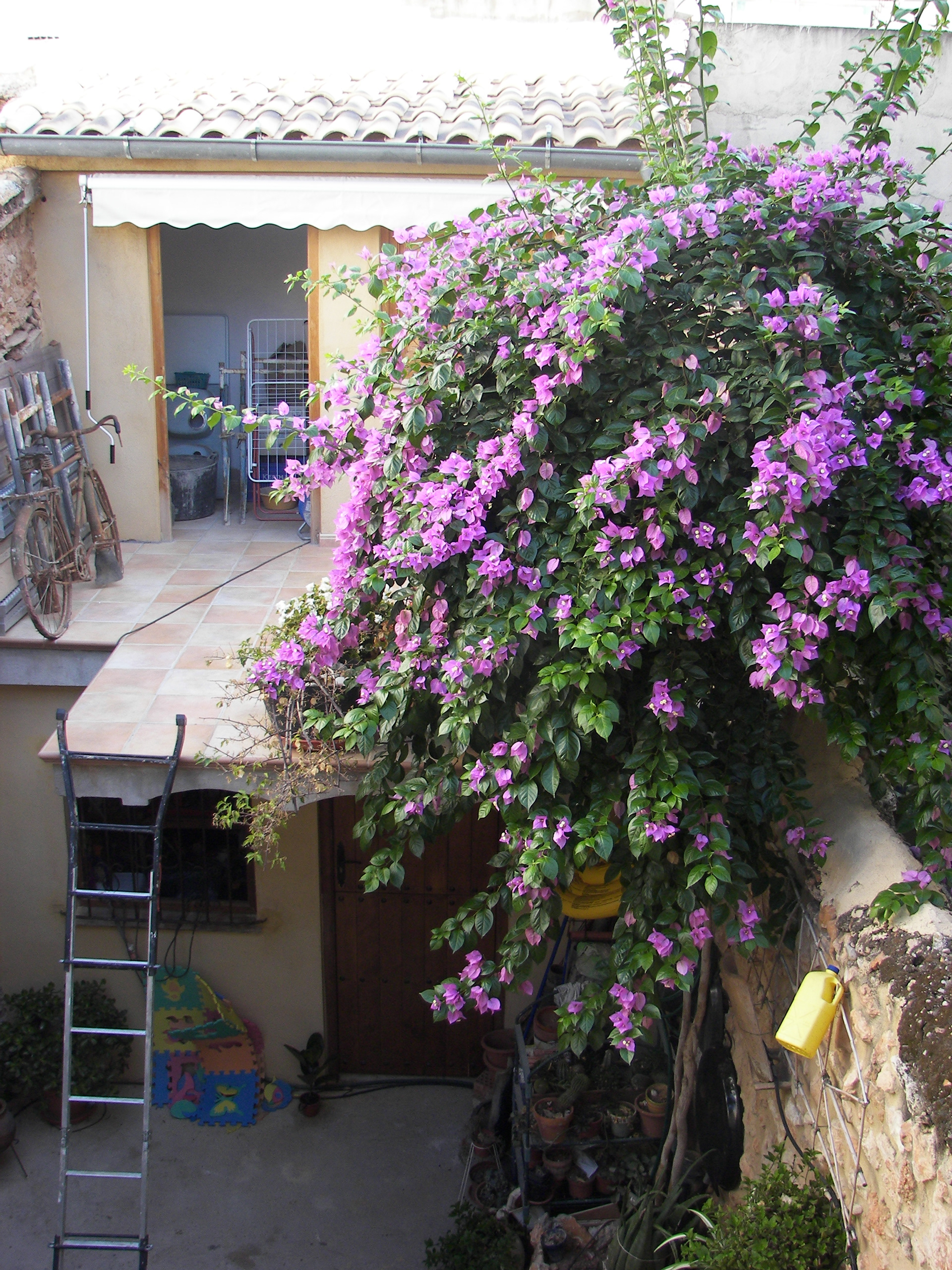 Avanzamos poco a poco las obras pero la buganvilla muy bonita pero empieza a ser un problema