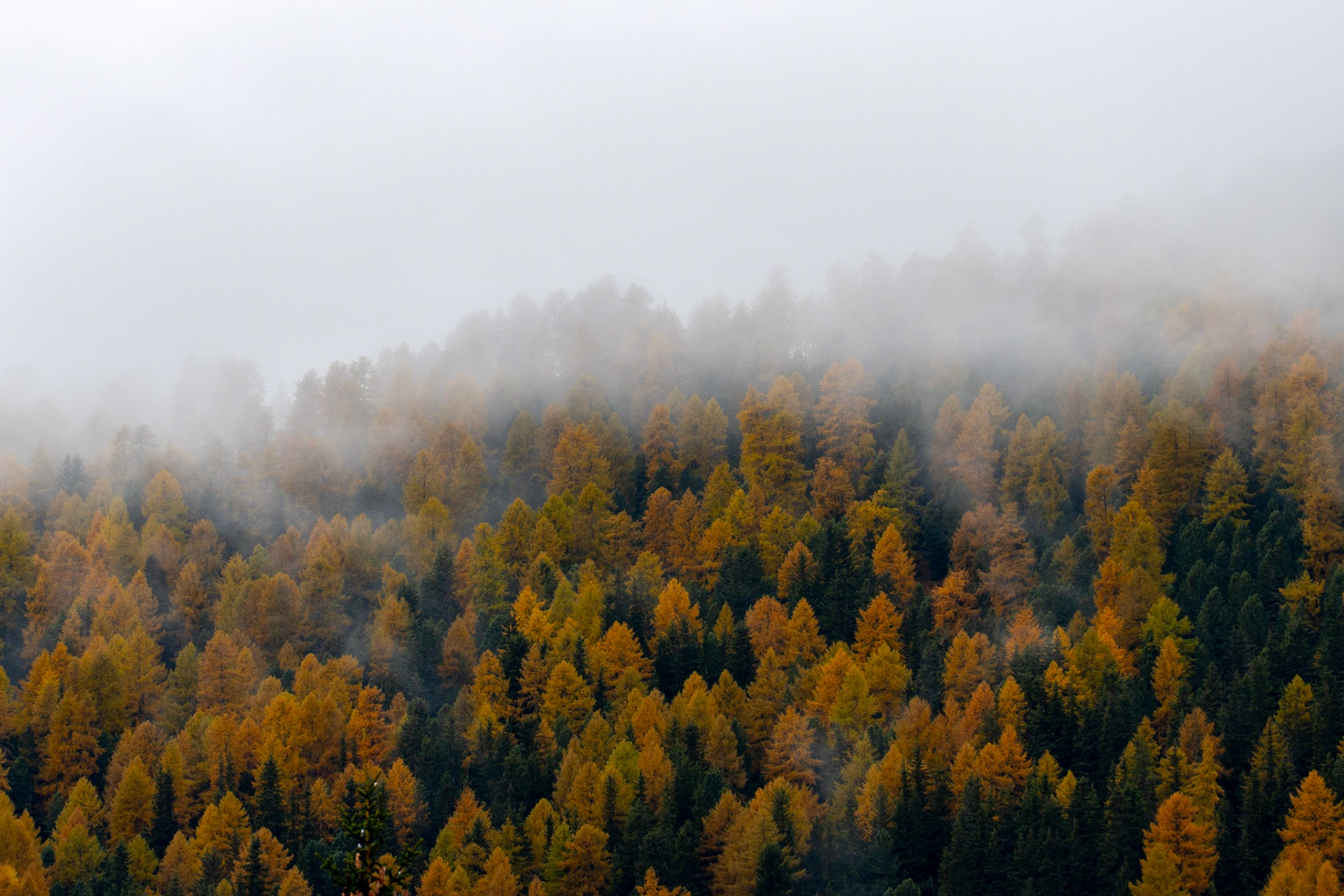 Goldener Herbst im Engadin