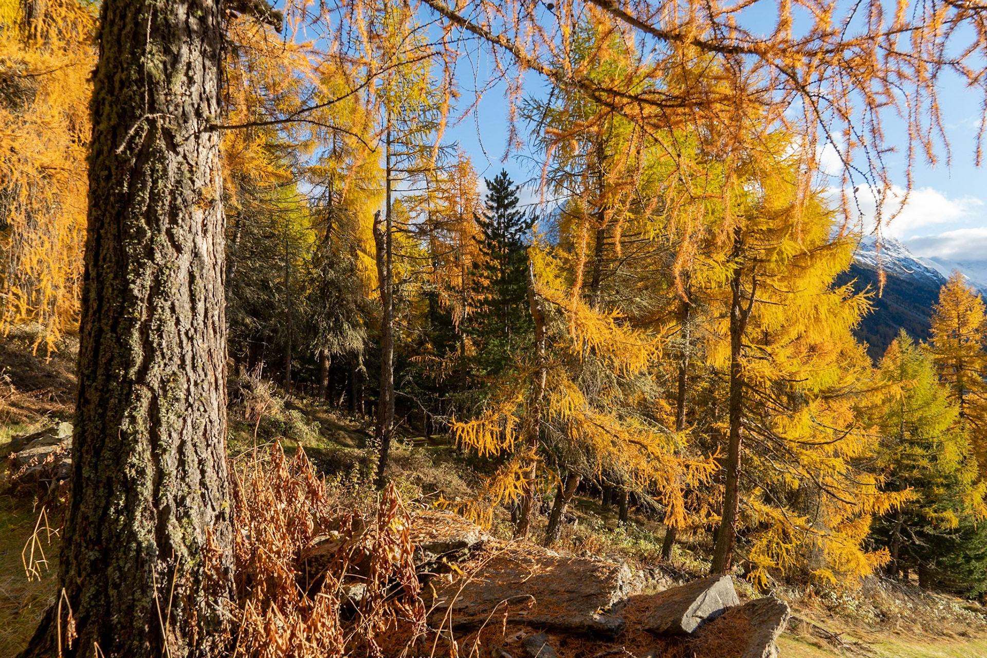 Goldener Herbst im Engadin