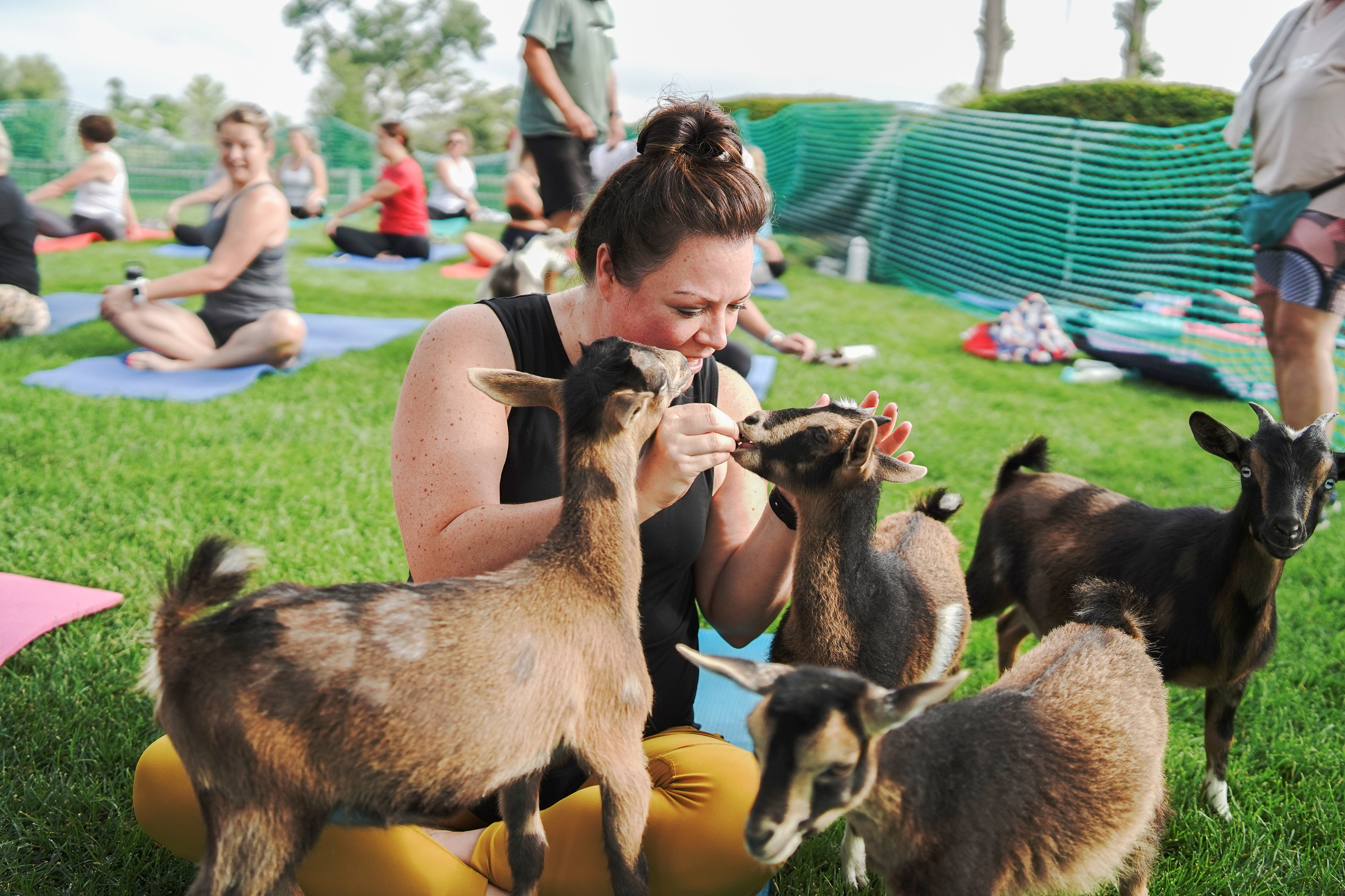 Goat Yoga at Field Club of Omaha