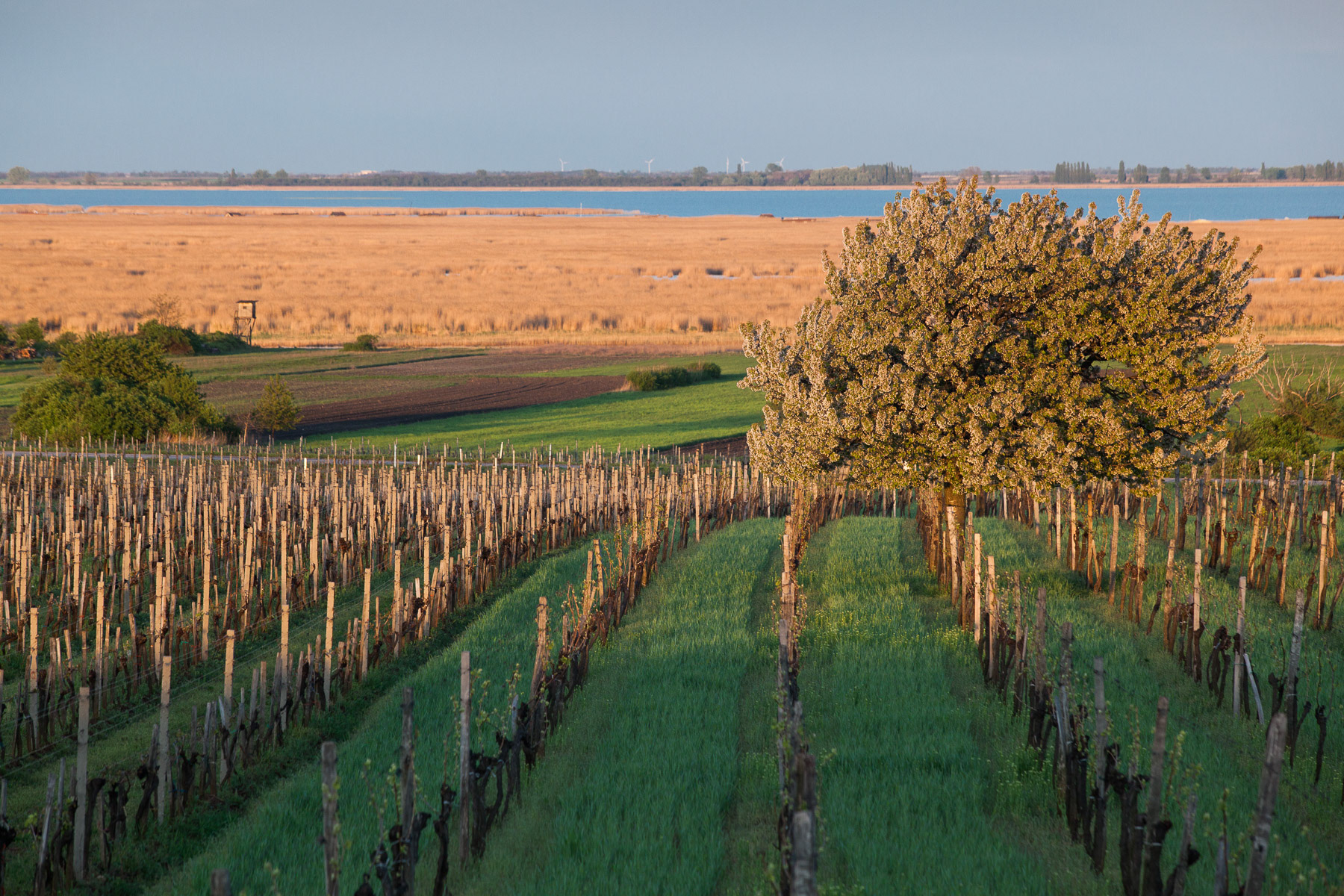 Leithaberg, Neusiedlersee