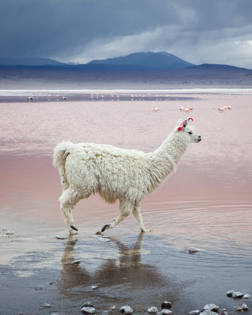 Laguna Colorada / Bolivia