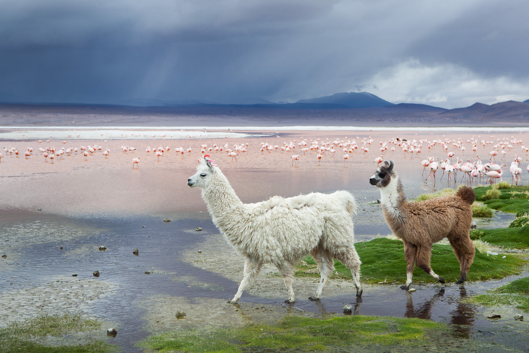 Laguna Colorada / Bolivia