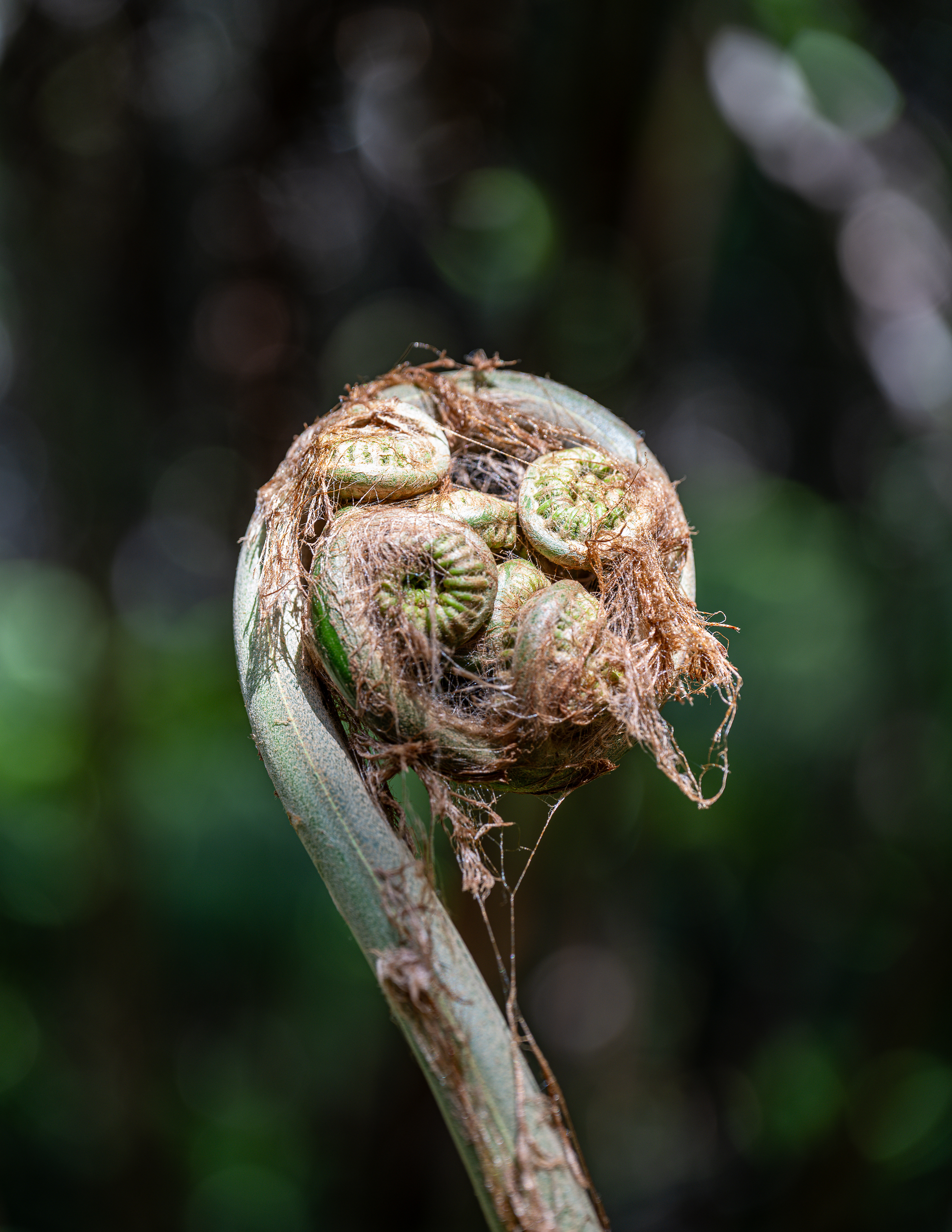 Island of Hawai'i, HI