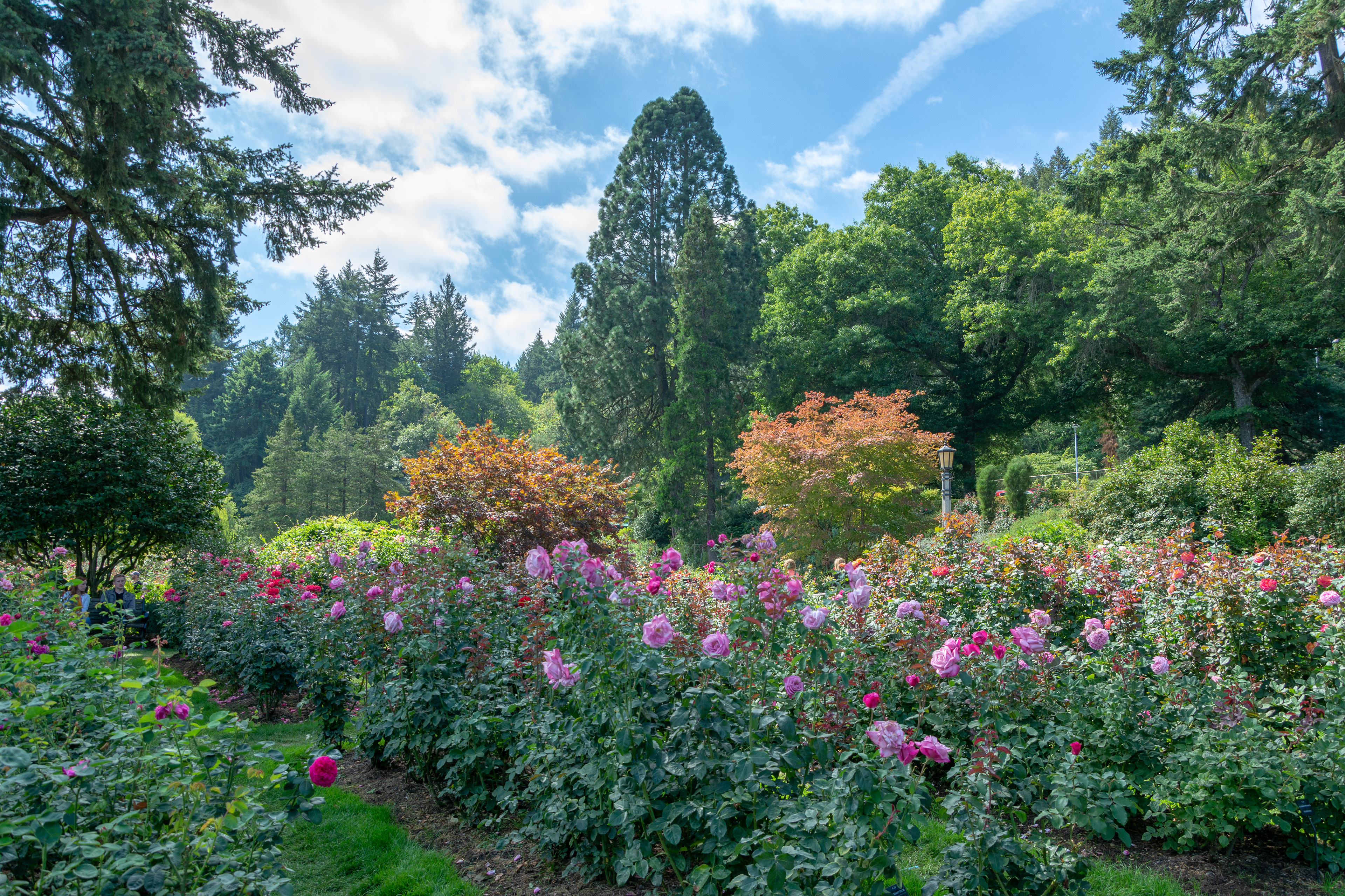 Portland International Rose Garden