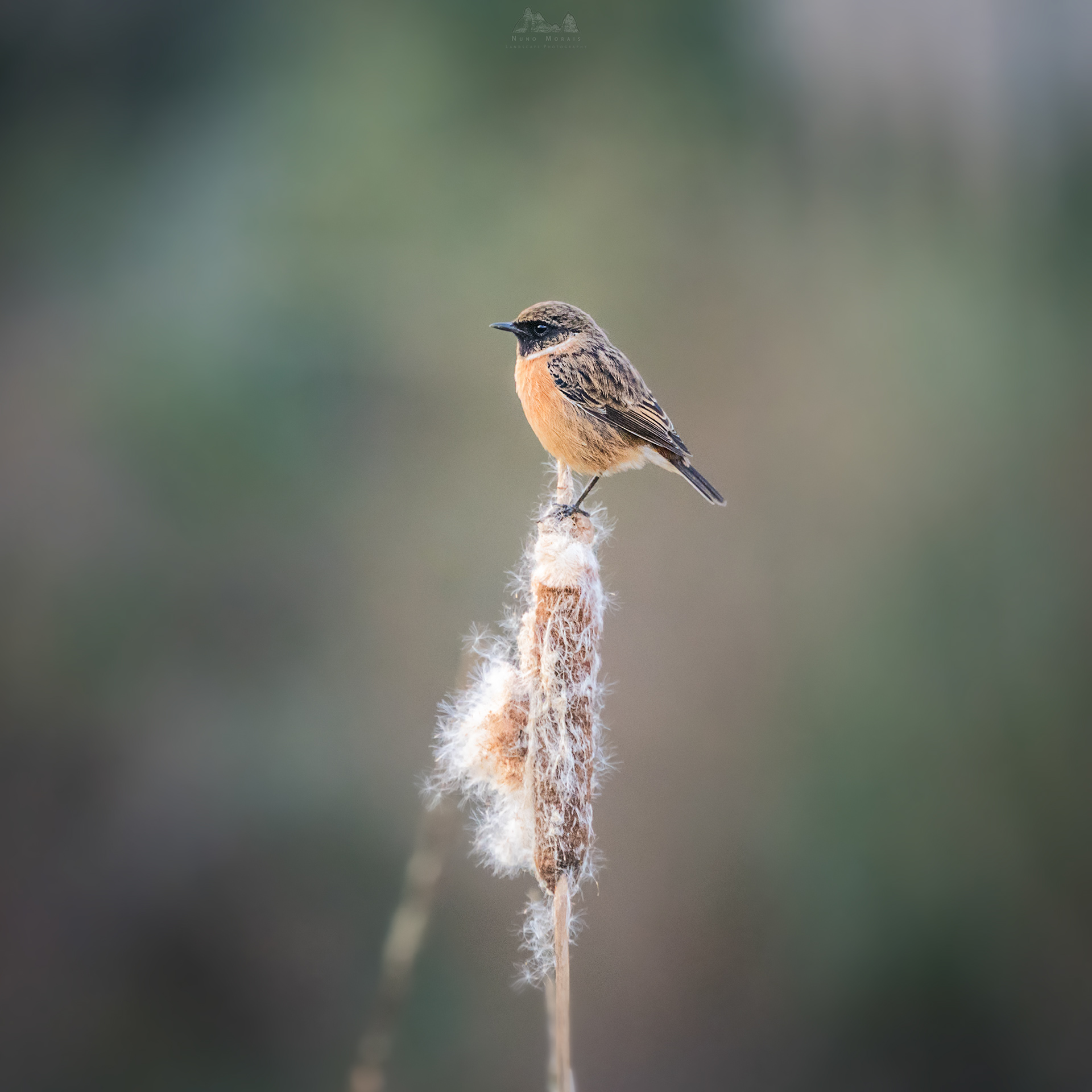 Common Stonechat - Saxicola rubicola (male)