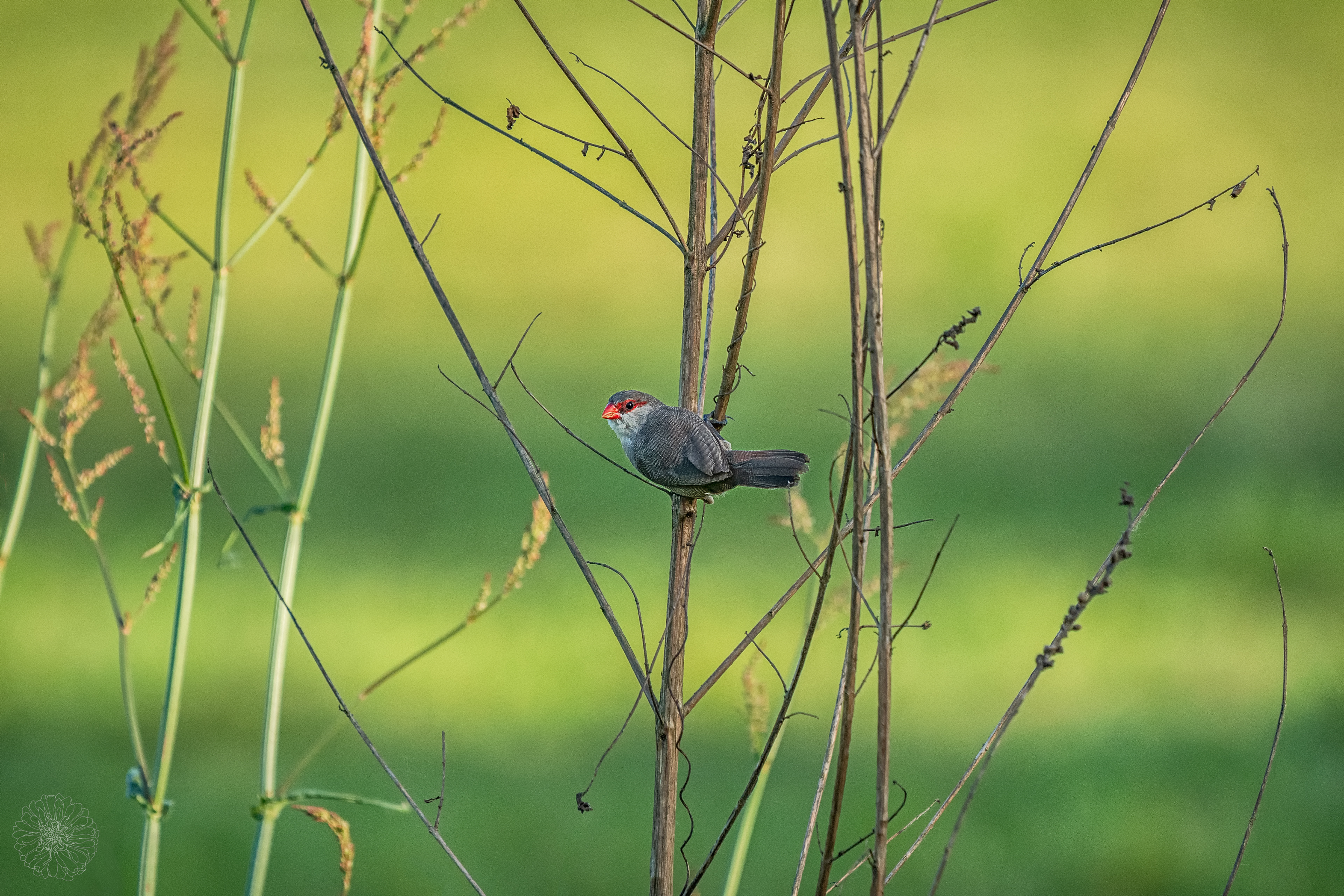 Common waxbill - Estrilda astrild