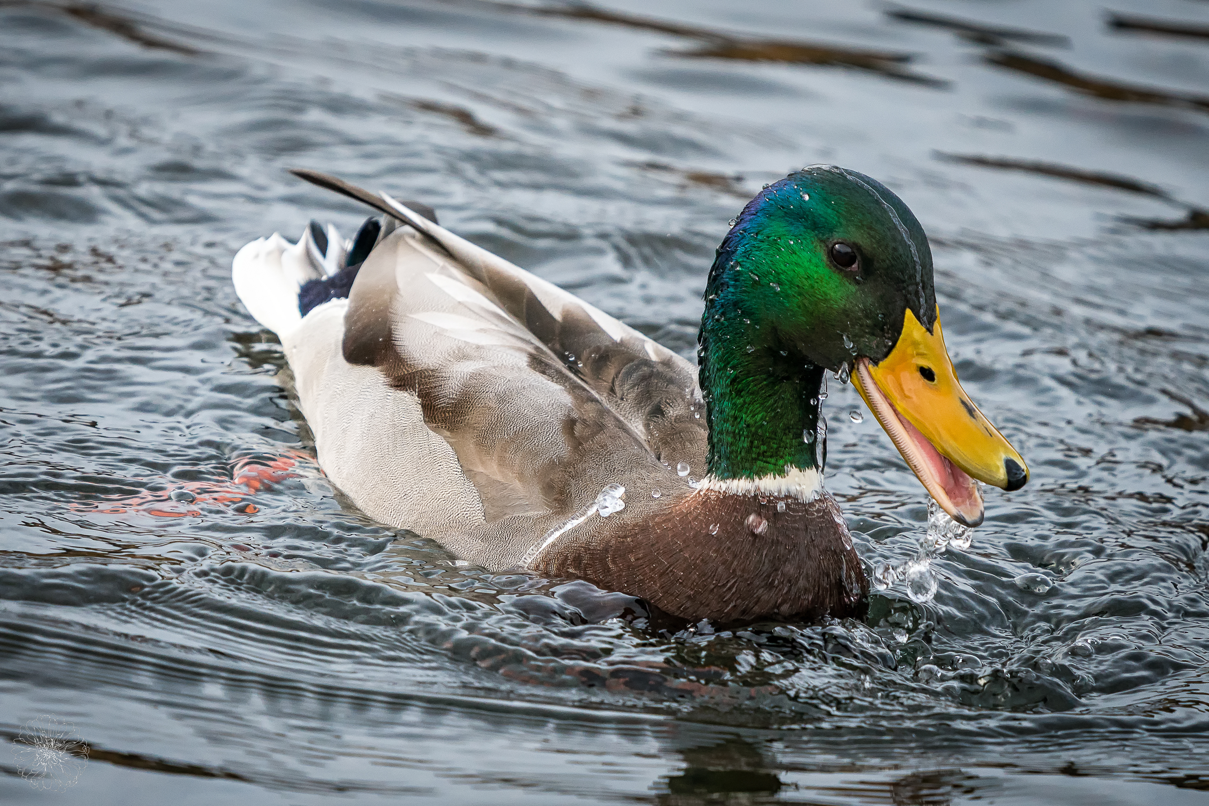 Mallard - Anas platyrhynchos