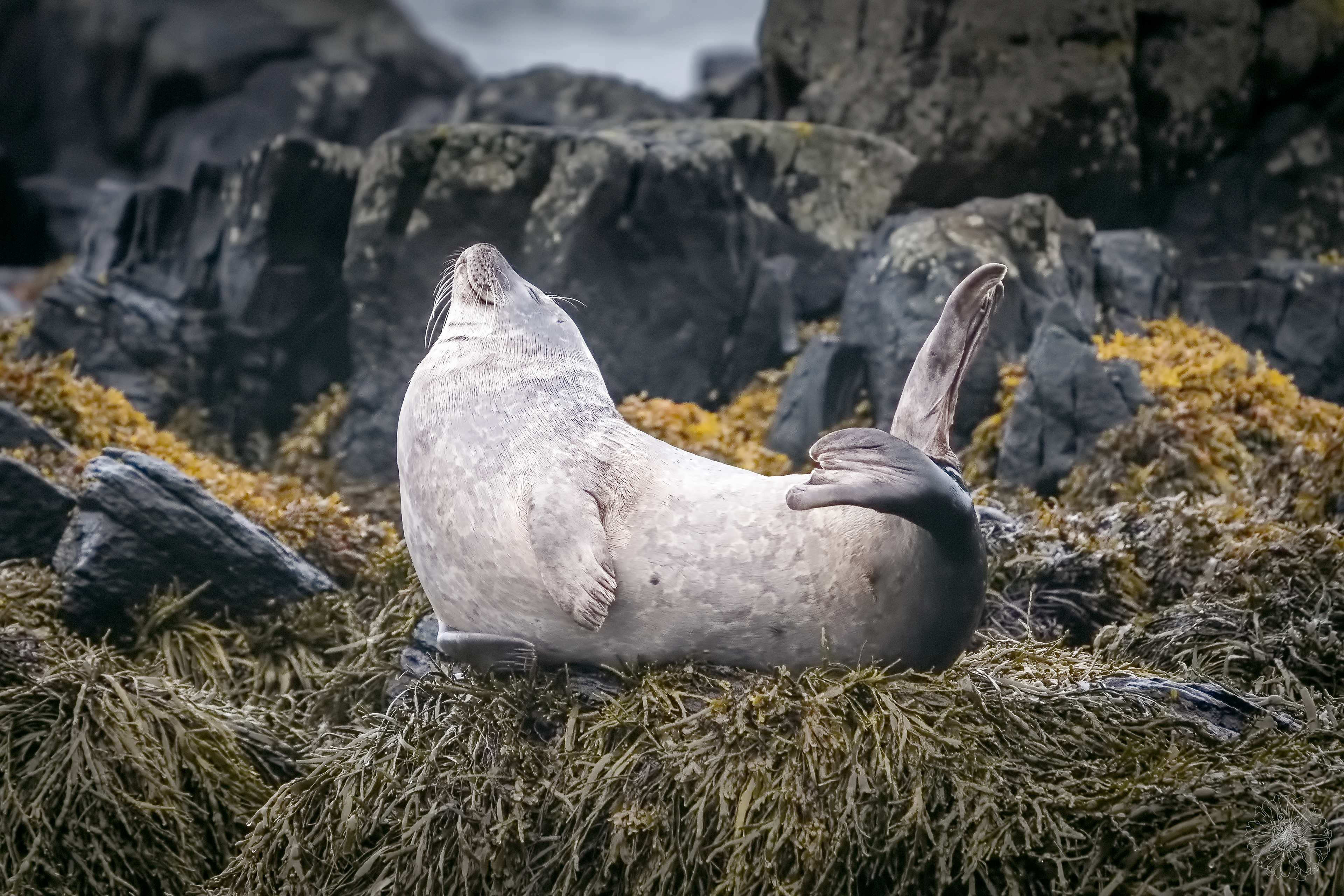 Harbour Seal - Phoca vitulina