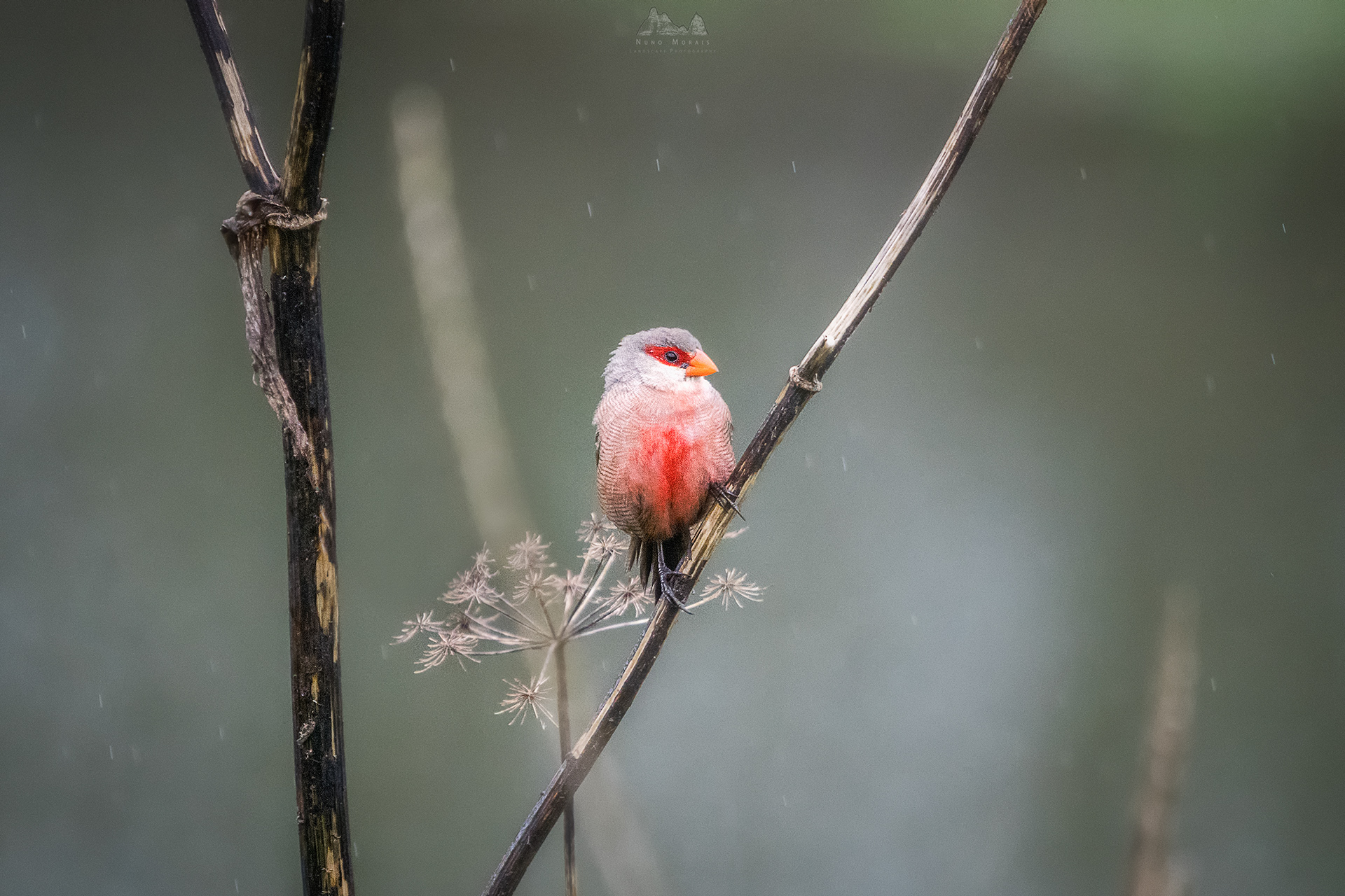 Common Waxbill - Estrilda astrild