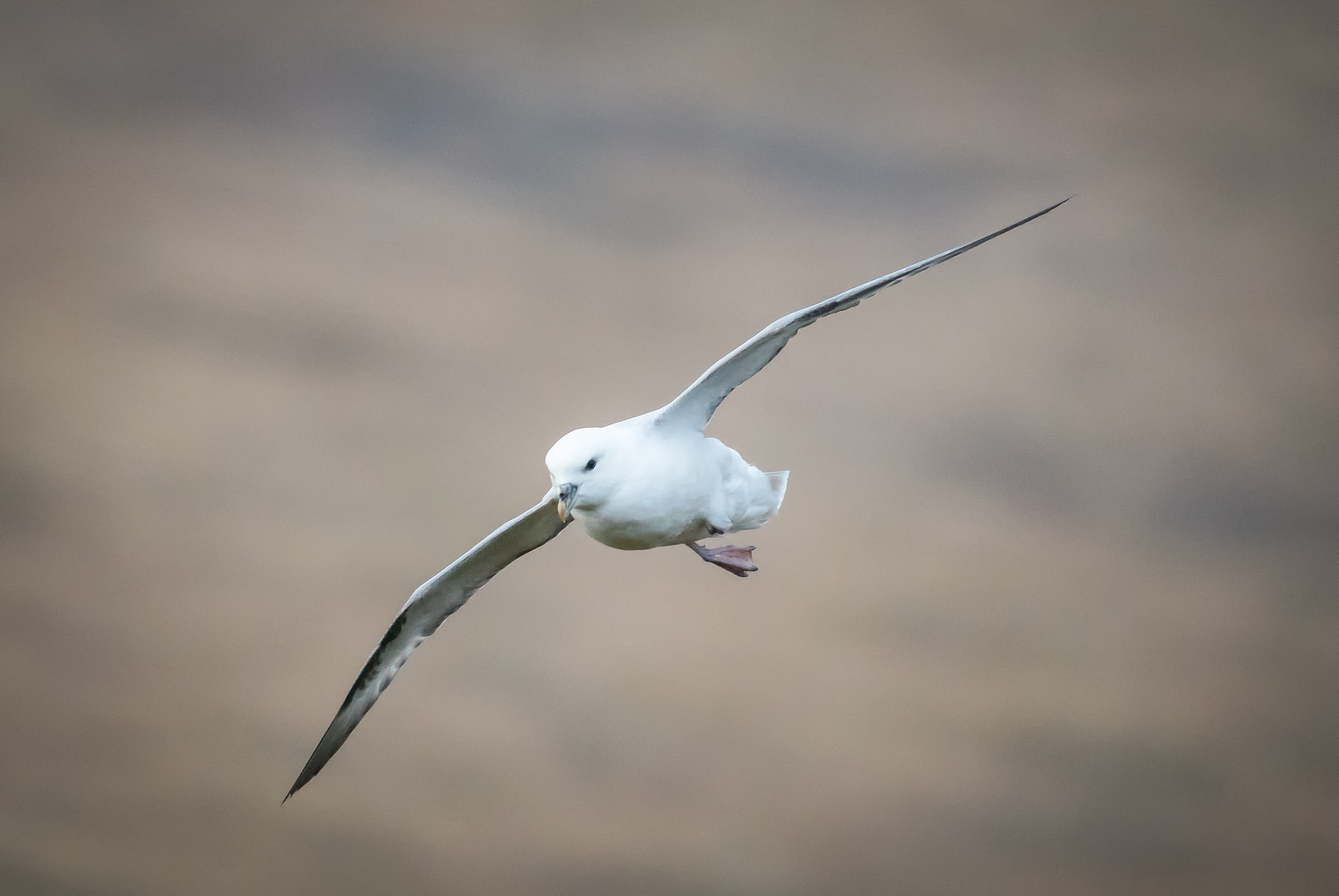 Northern Fulmar - Fulmarus Glacialis