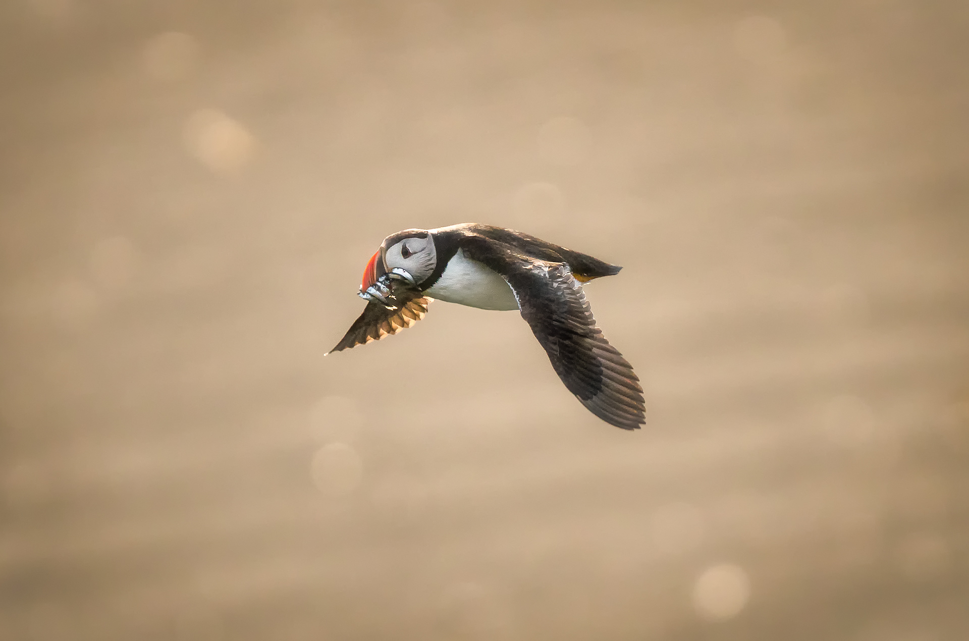 Atlantic Puffin - Fratercula arctica