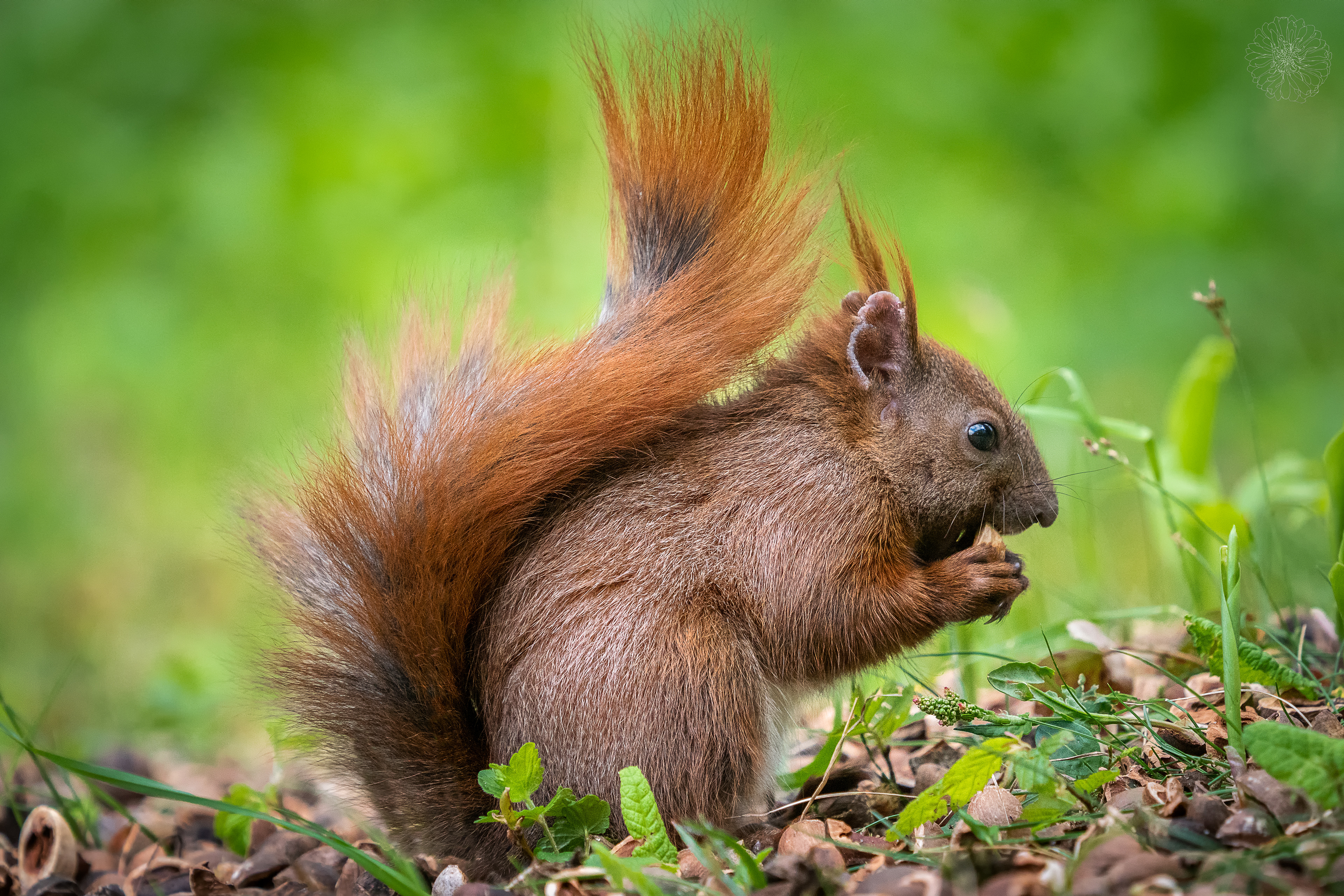 Red Squirrel - Sciurus vulgaris