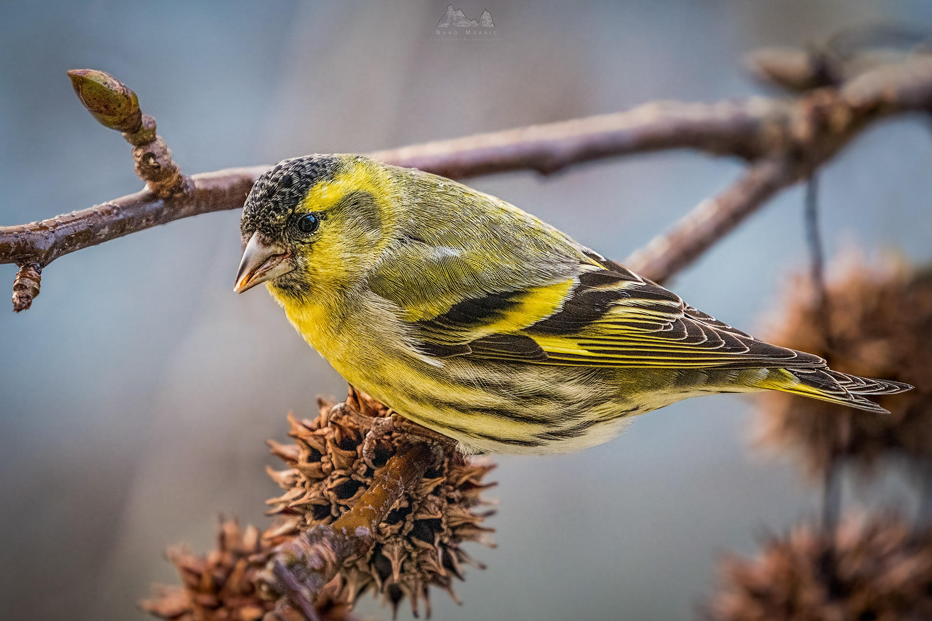 Eurasian siskin - Spinus spinus