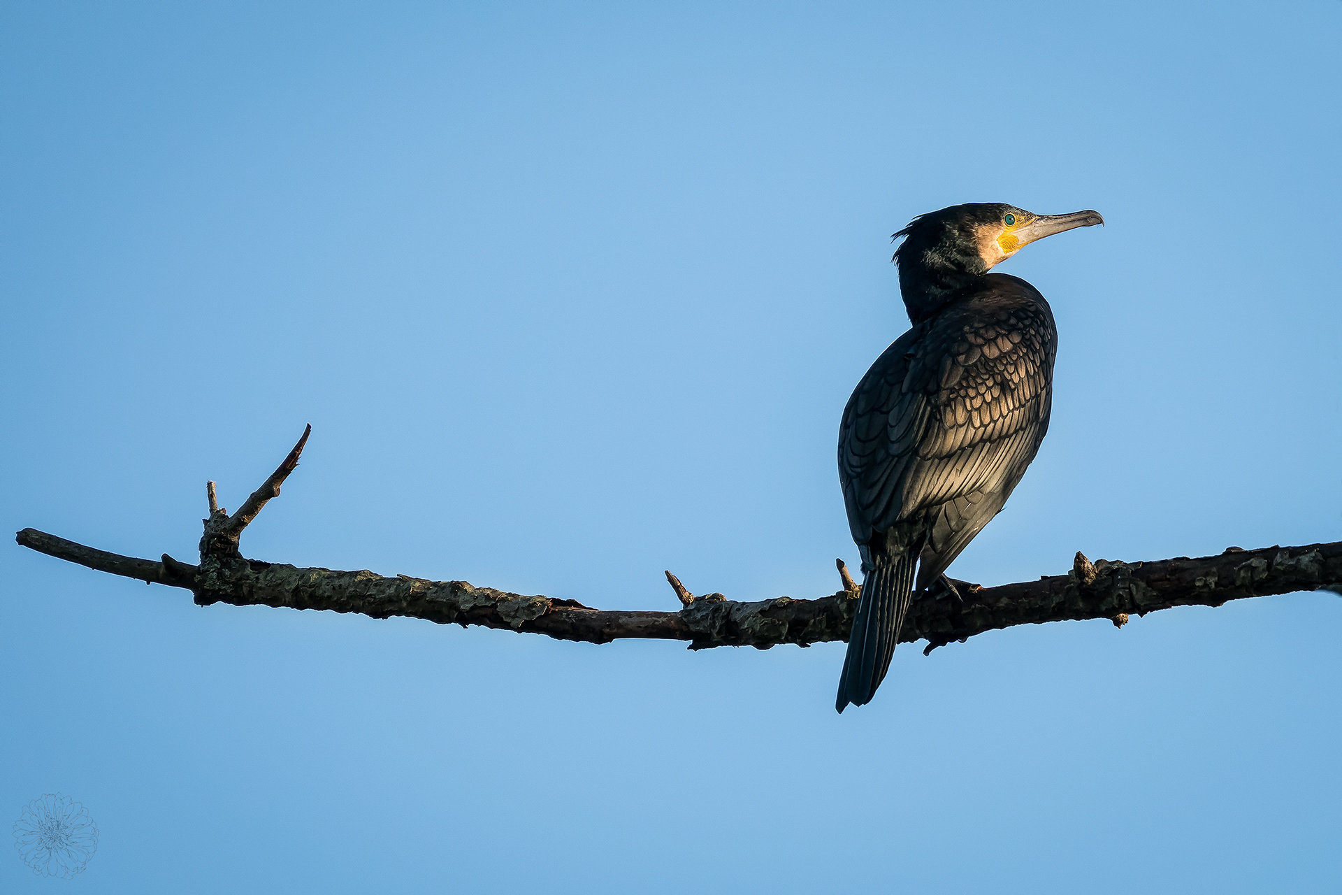 Great Cormorant - Phalacrocorax carbo