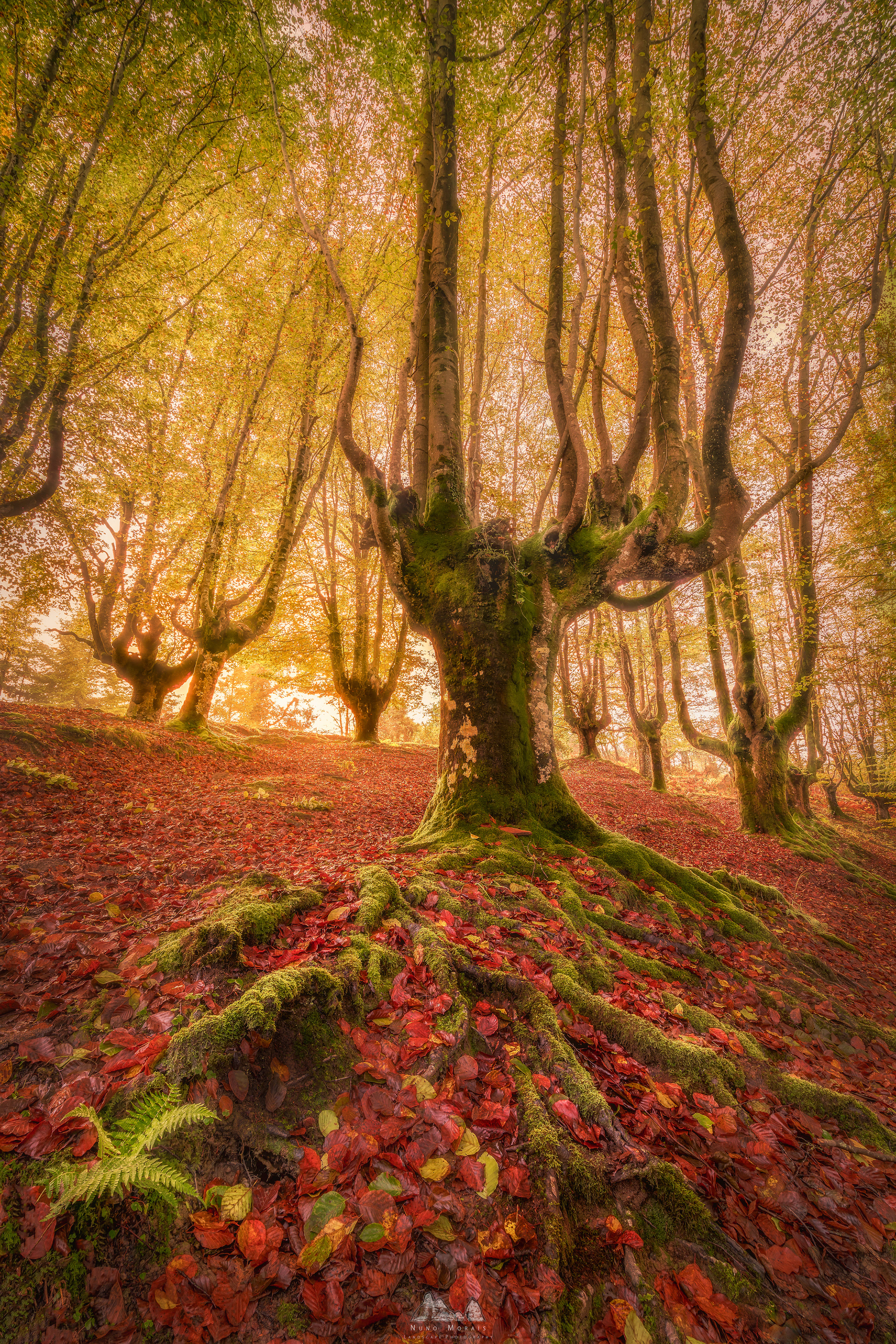 Hayedo de Otzarreta, Gorbea National Park - Spain