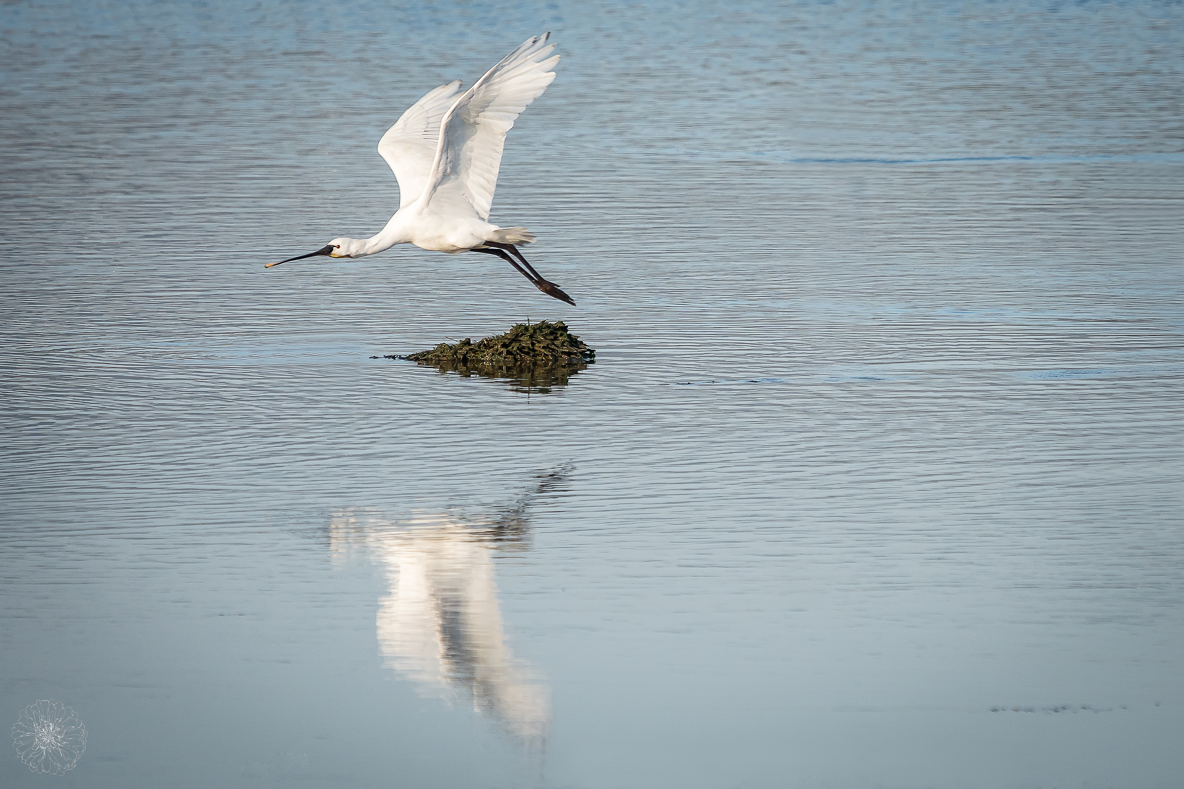 Eurasian Spoonbill - Platalea leucorodia