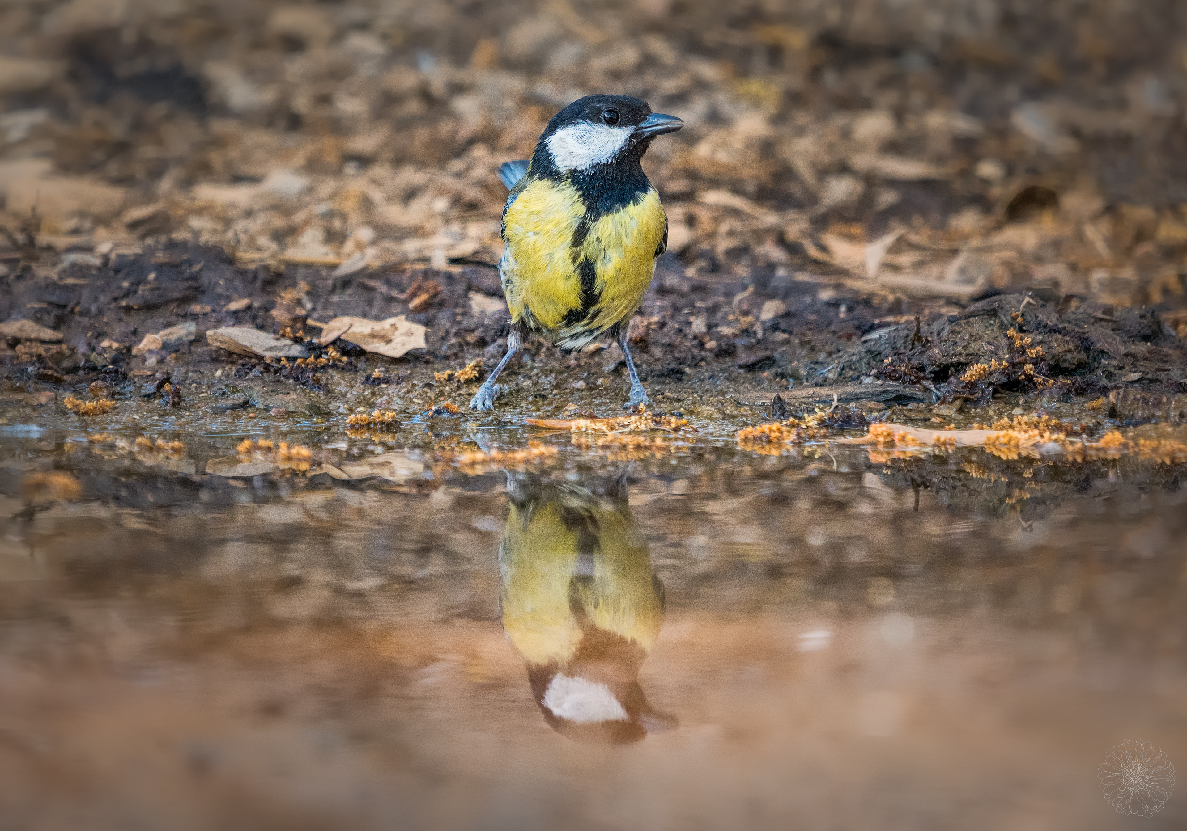 Great tit - Parus major