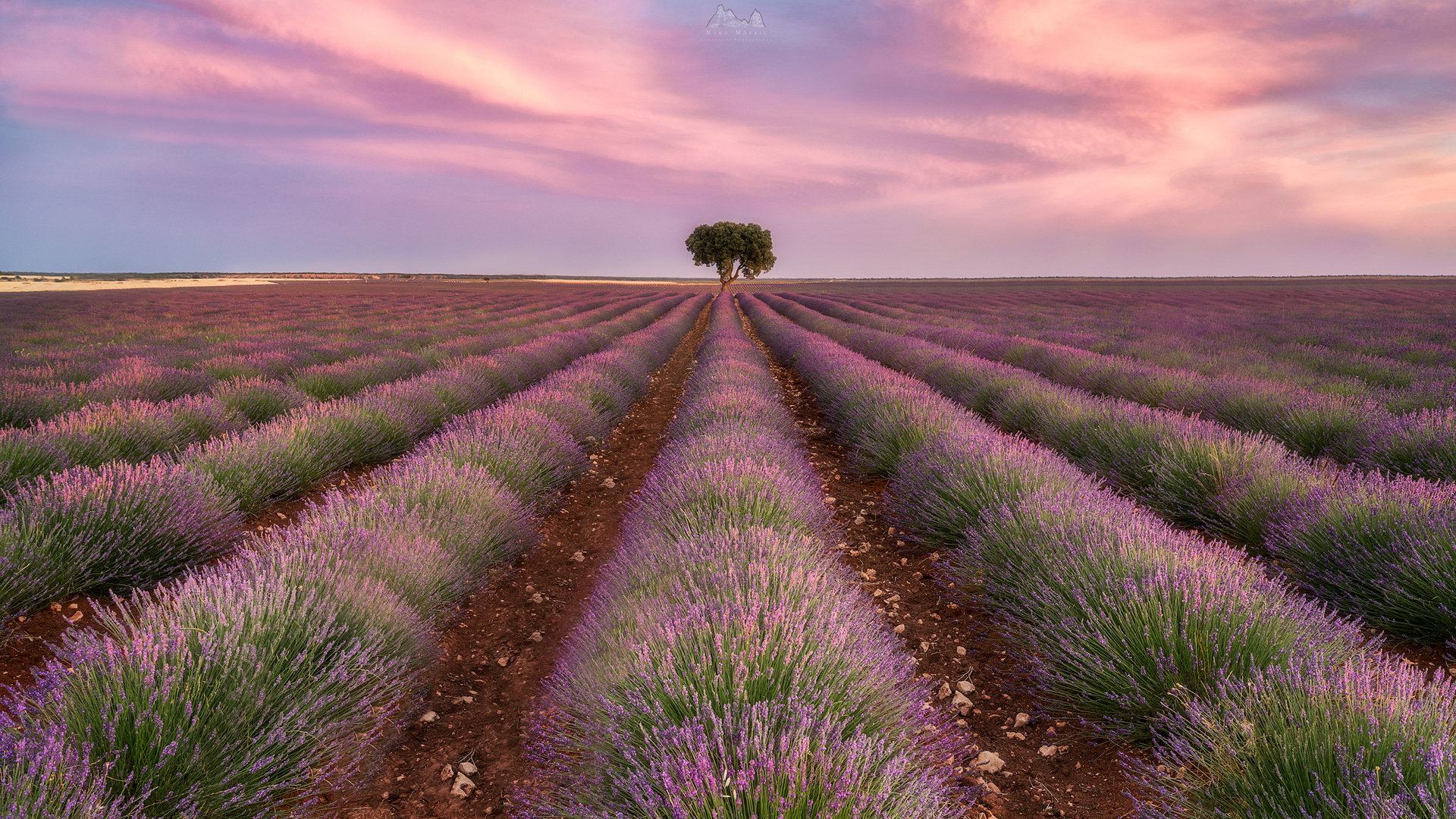 Brihuega Lavender Fields - Spain
