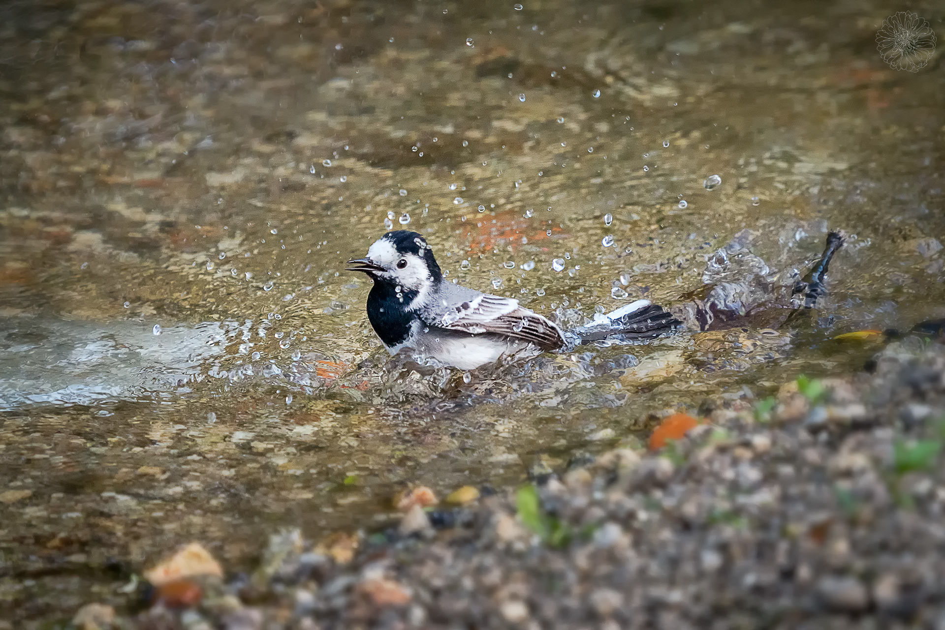 White wagtail - Motacilla alba