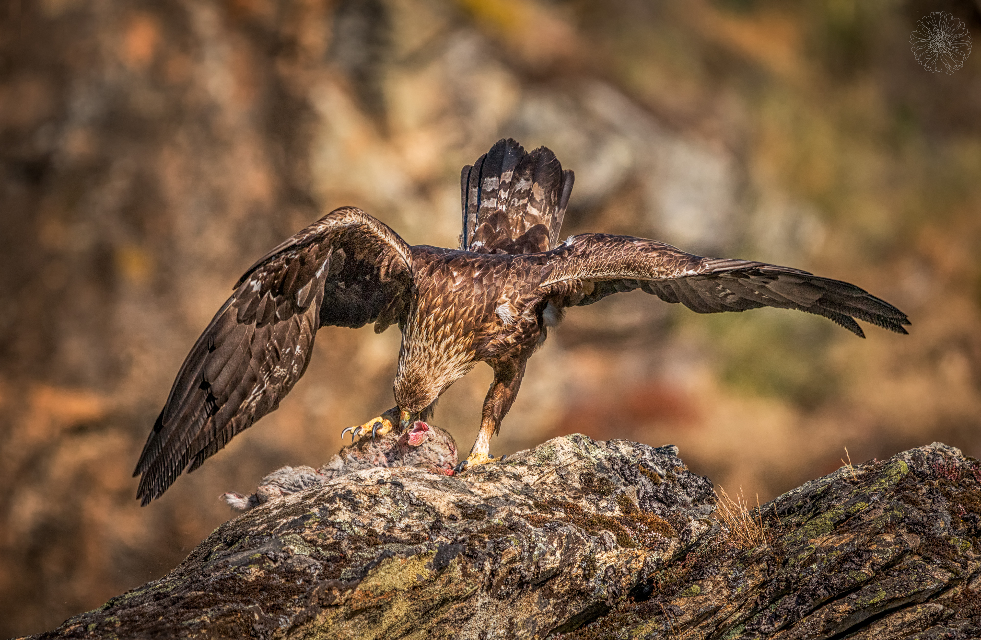 Golden eagle - Aquila chrysaetos