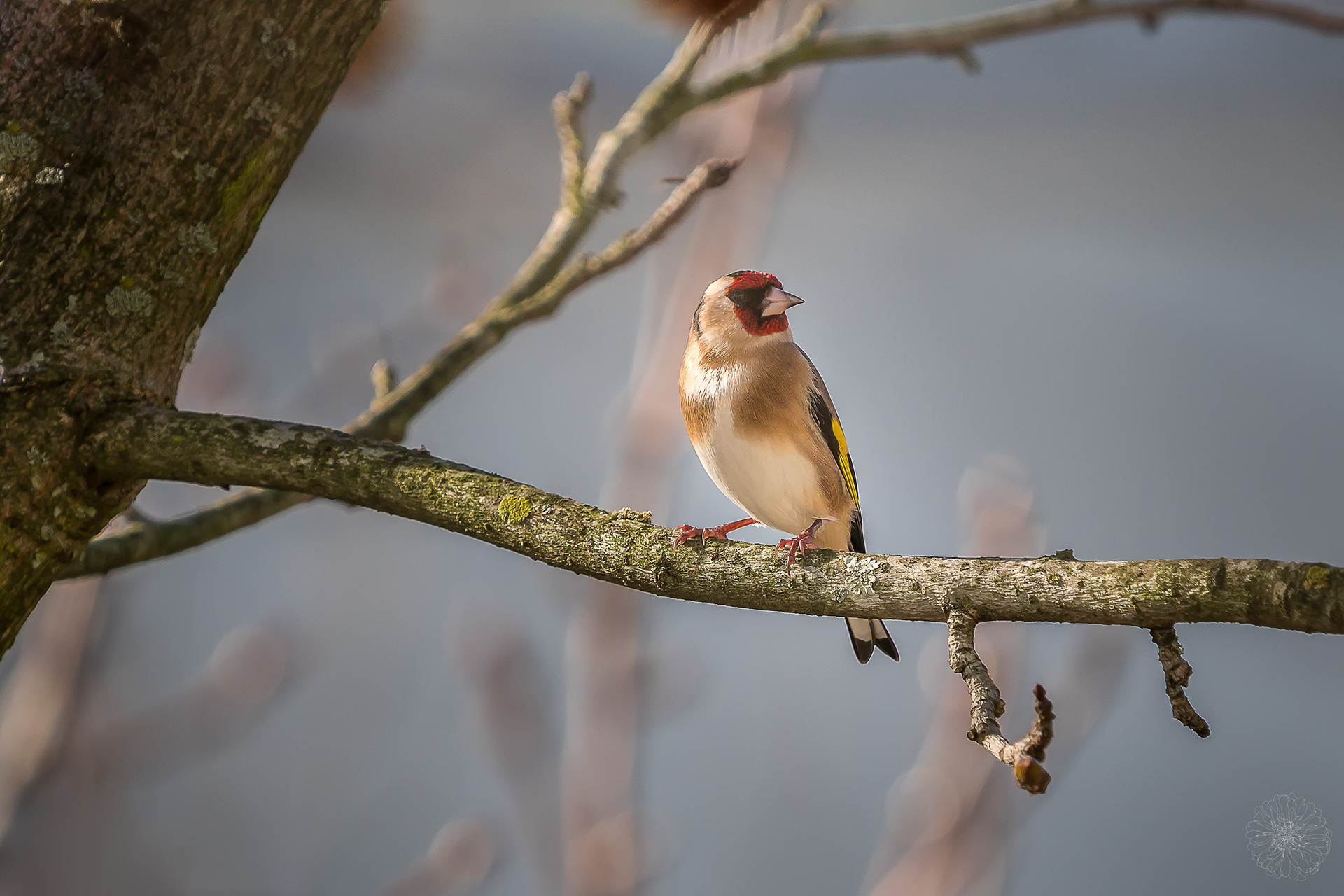 European Goldfinch - Carduelis carduelis