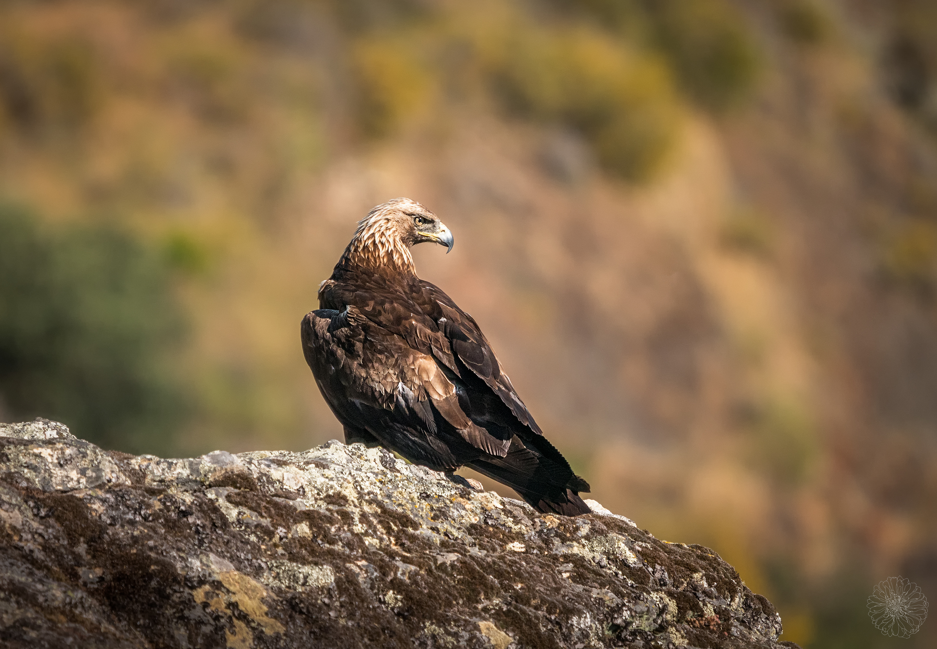 Golden eagle - Aquila chrysaetos