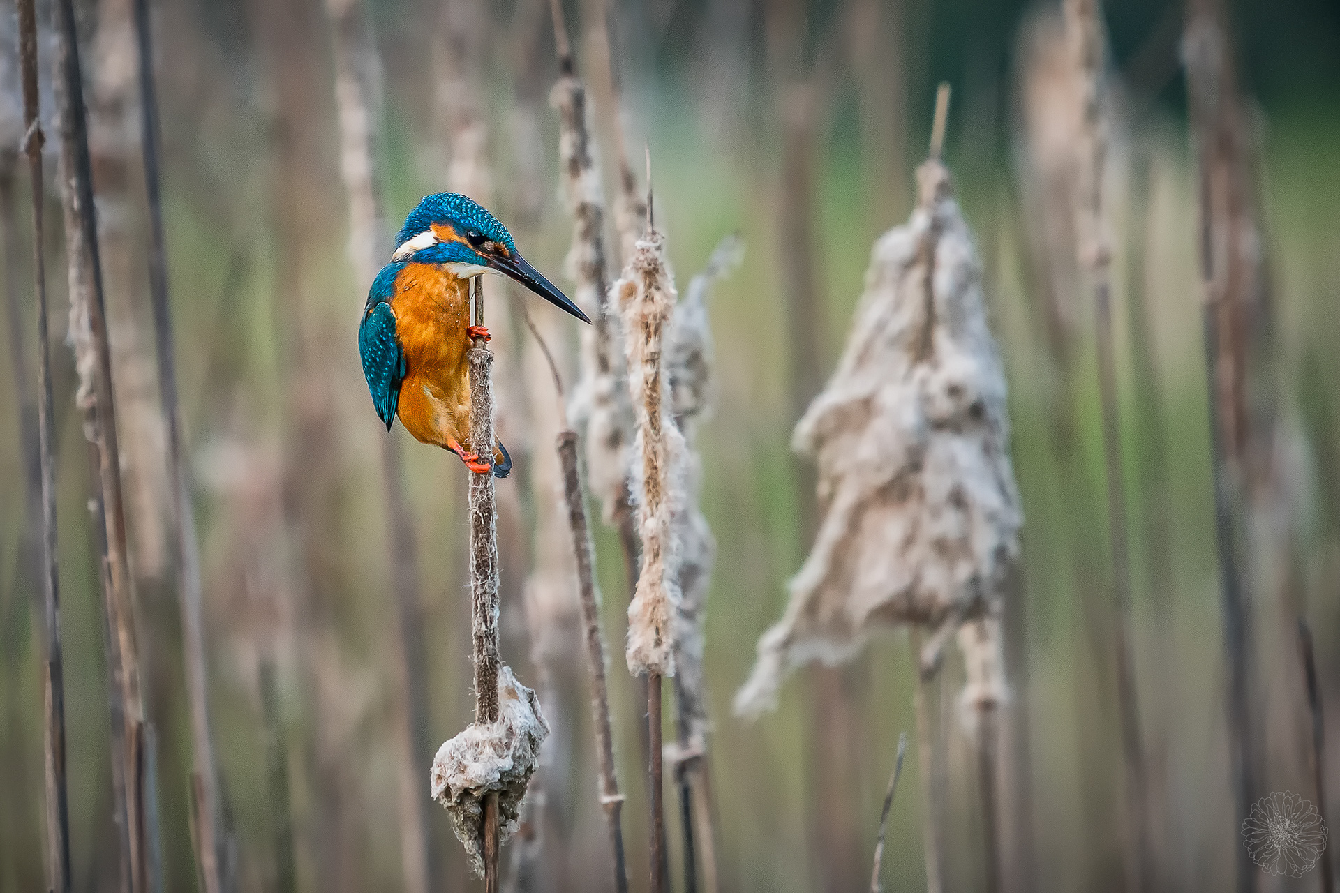 Common Kingfisher - Alcedo atthis