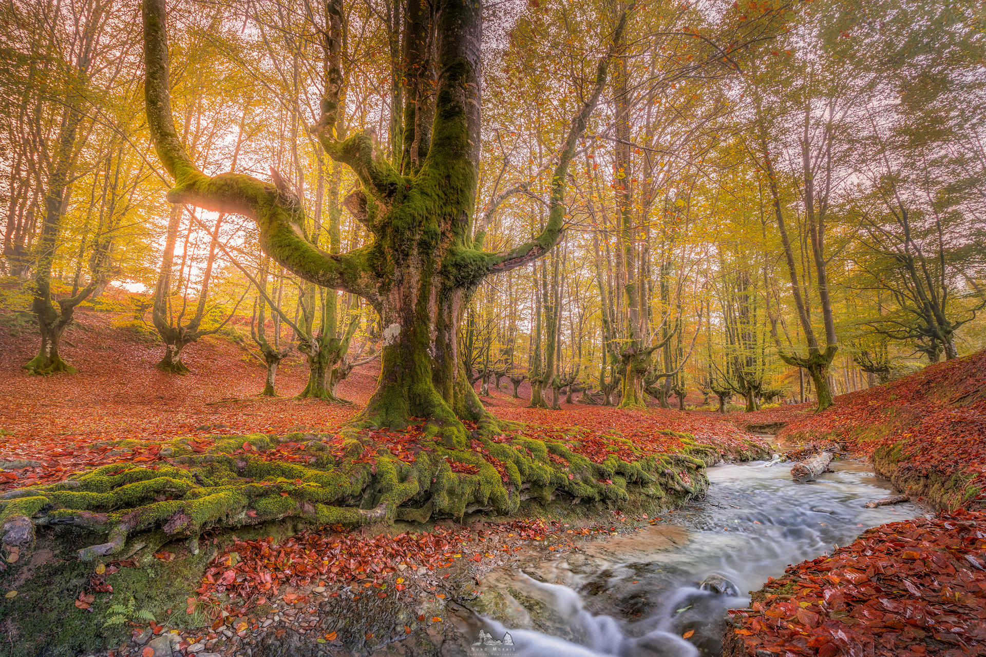 Hayedo de Otzarreta, Gorbea National Park - Spain