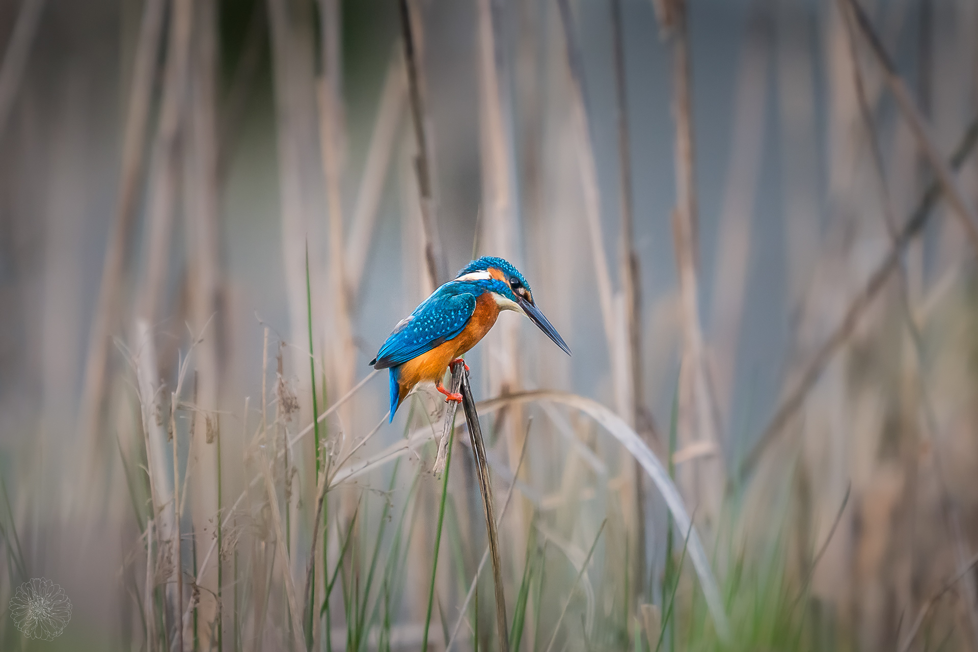 Common Kingfisher - Alcedo atthis